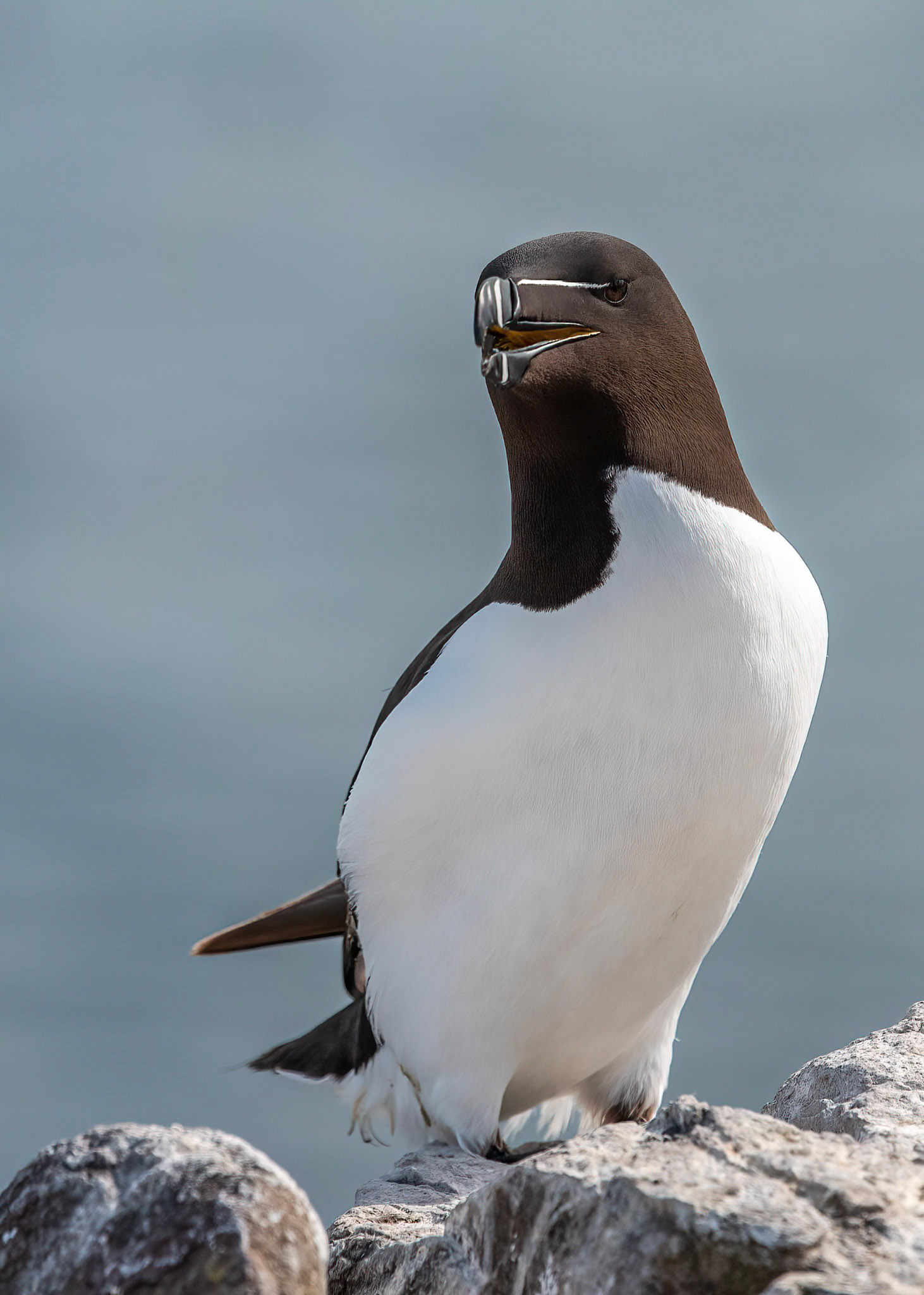 Razorbill