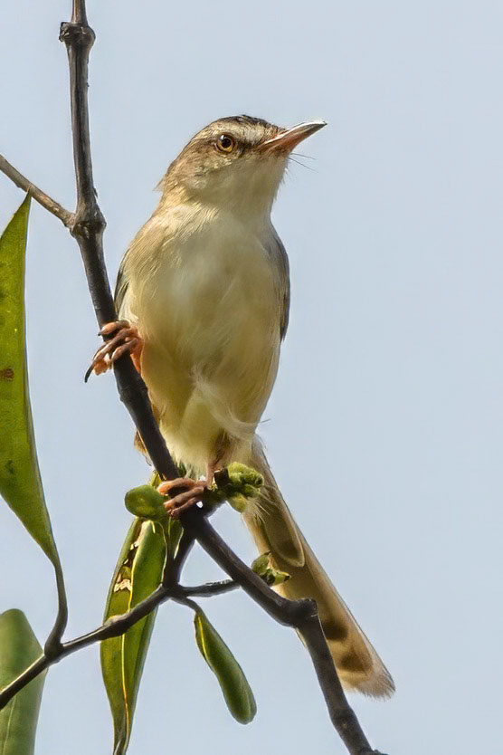 Plain Prinia