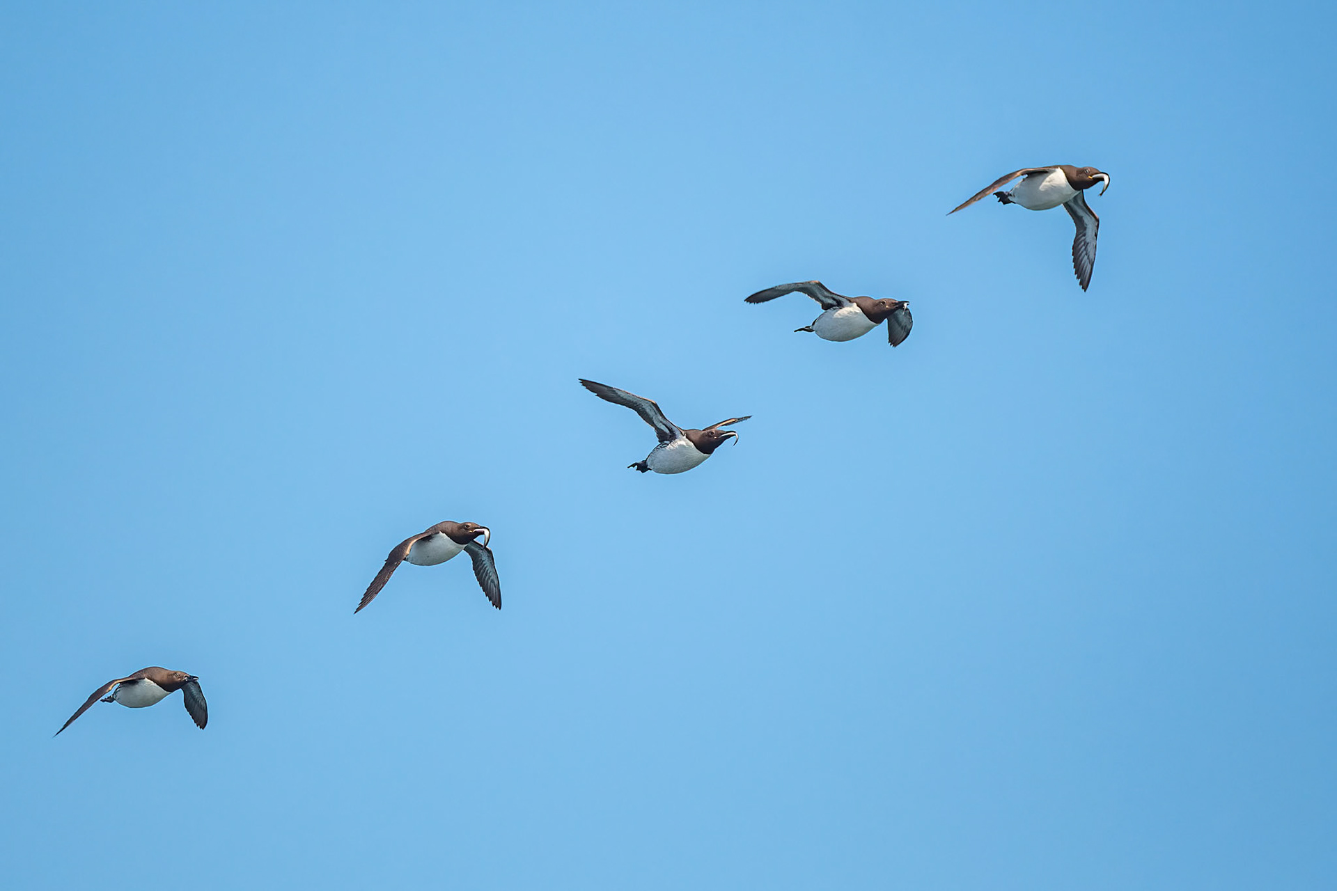 Guillemot