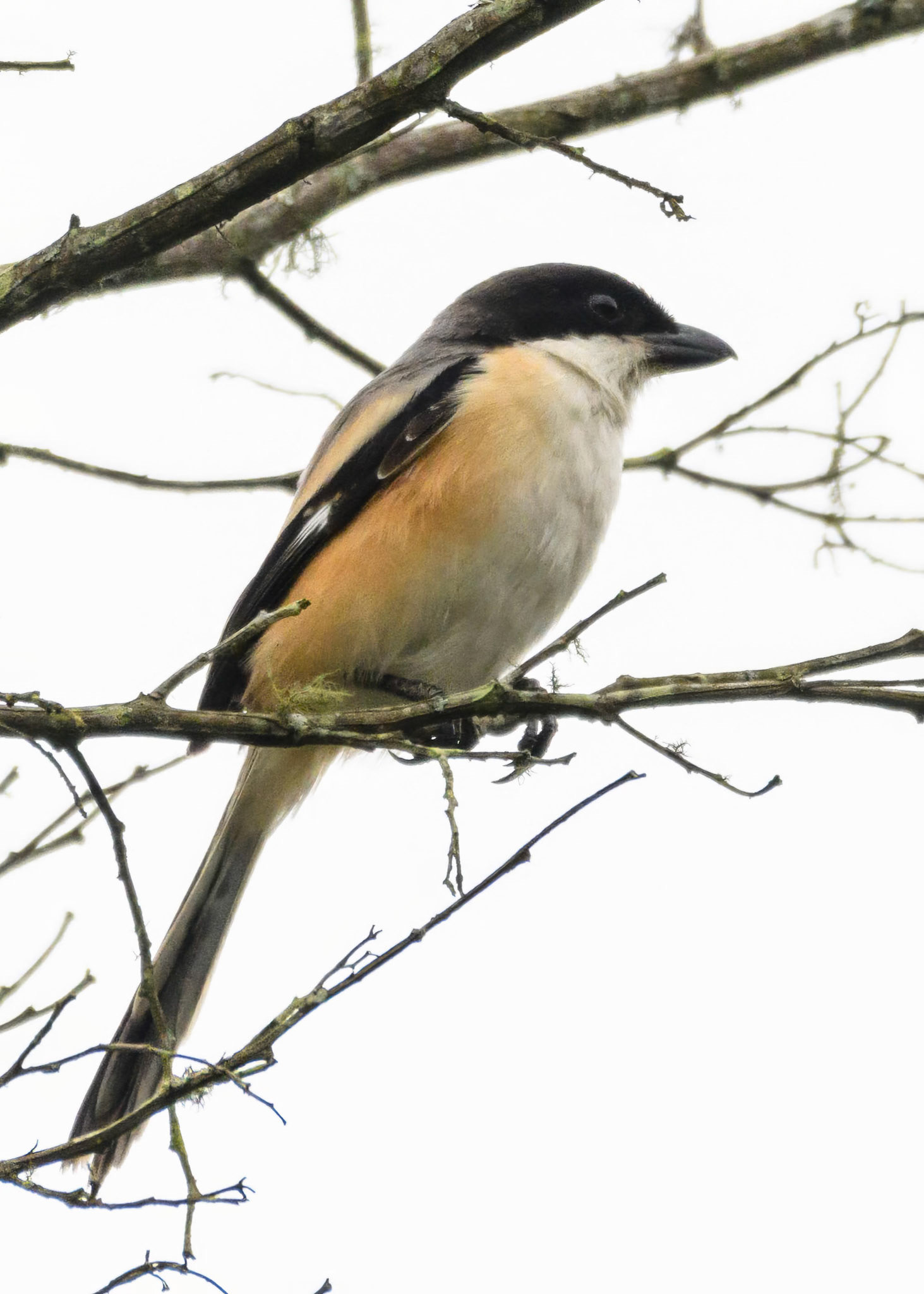Long-tailed Shrike