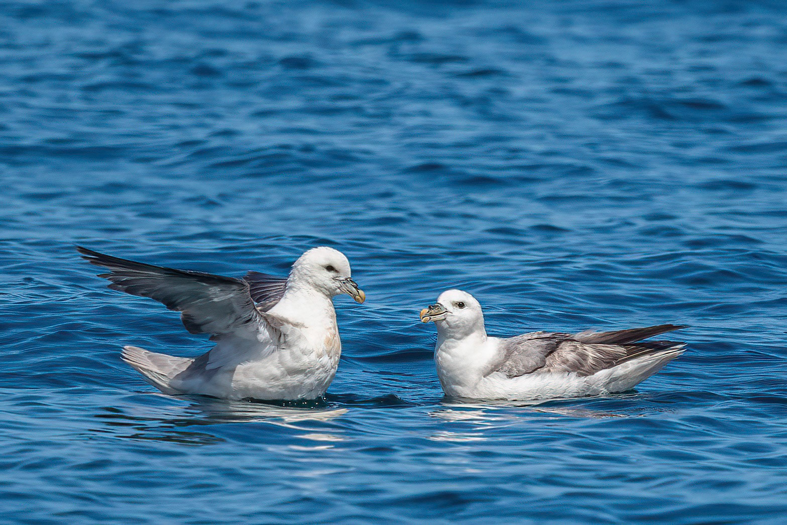 Fulmar