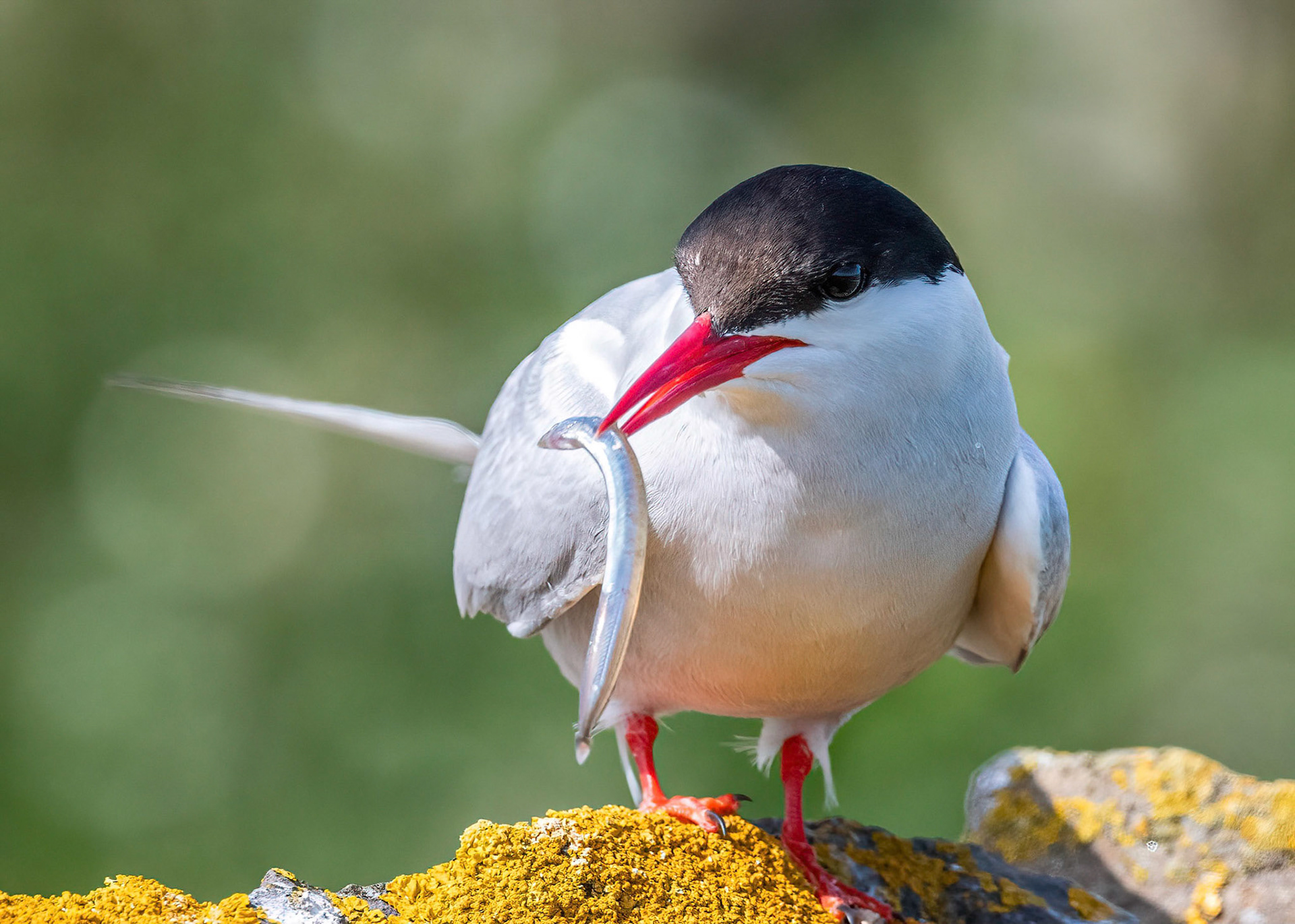 Arctic Tern