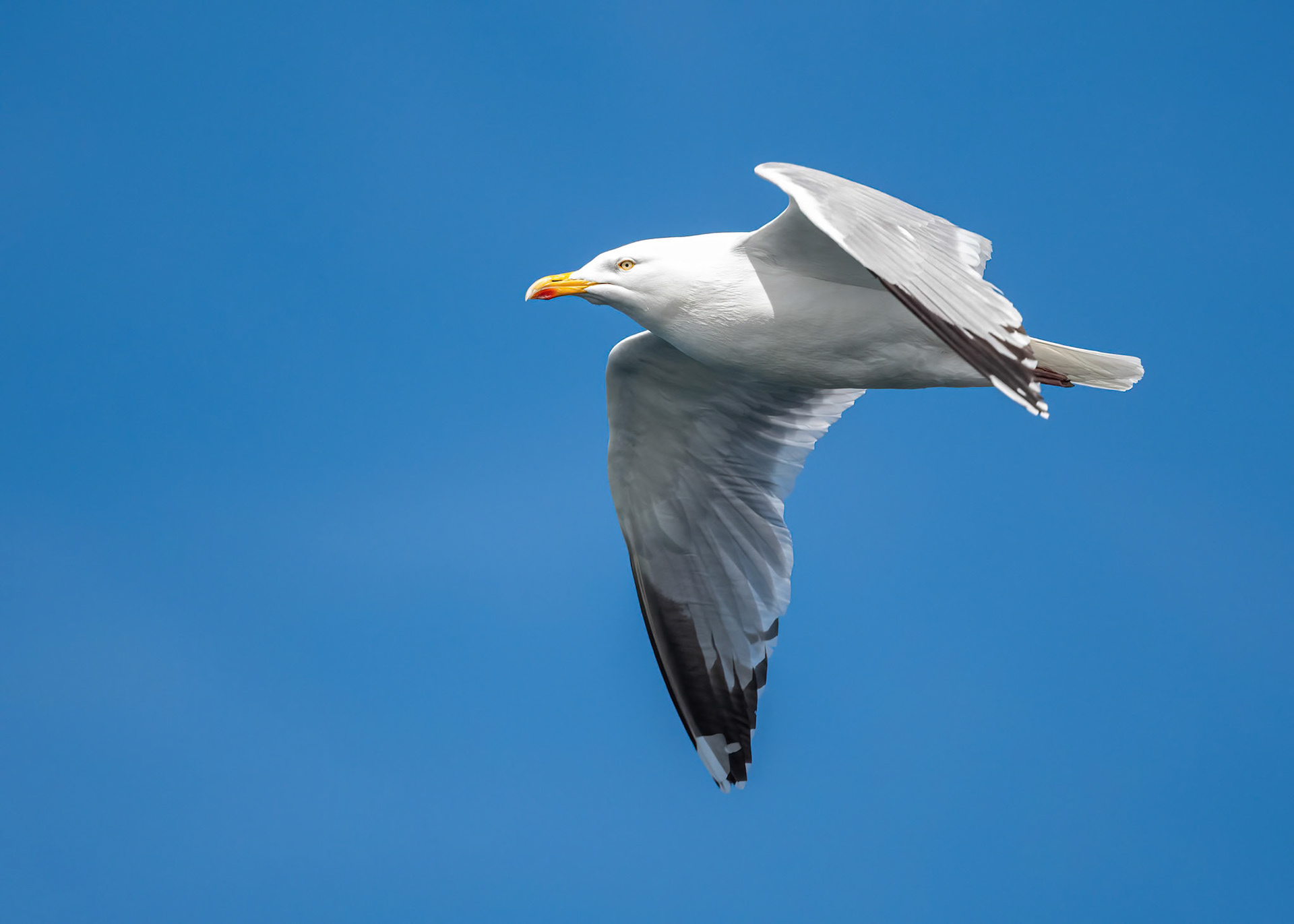 Herring Gull