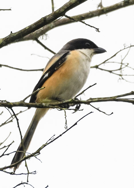 Long-tailed Shrike