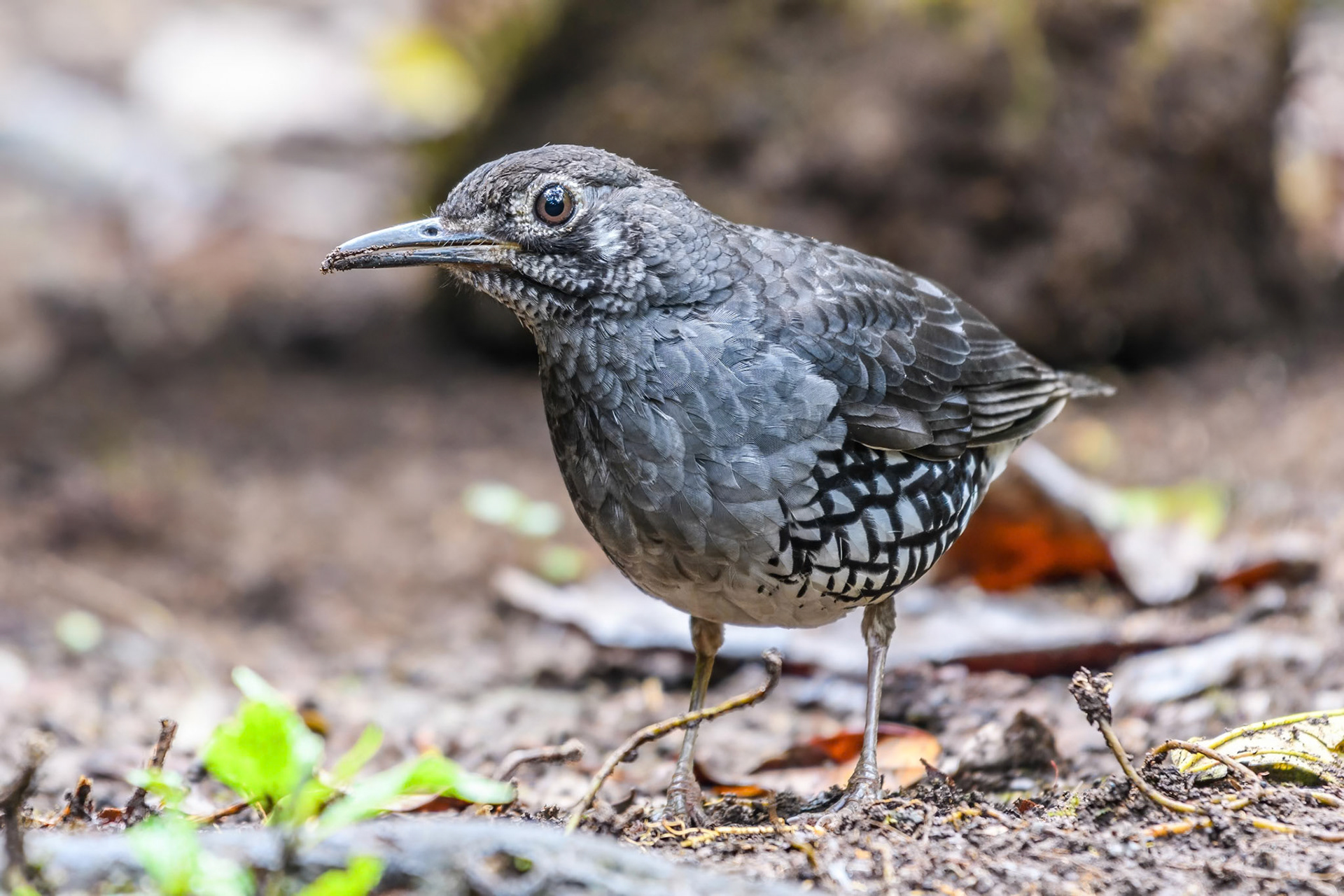 Sunda Thrush