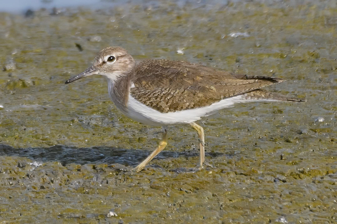 Common Sandpiper