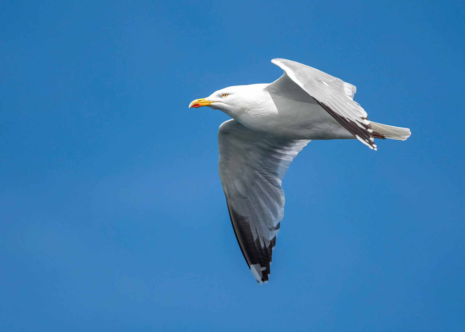 Herring Gull