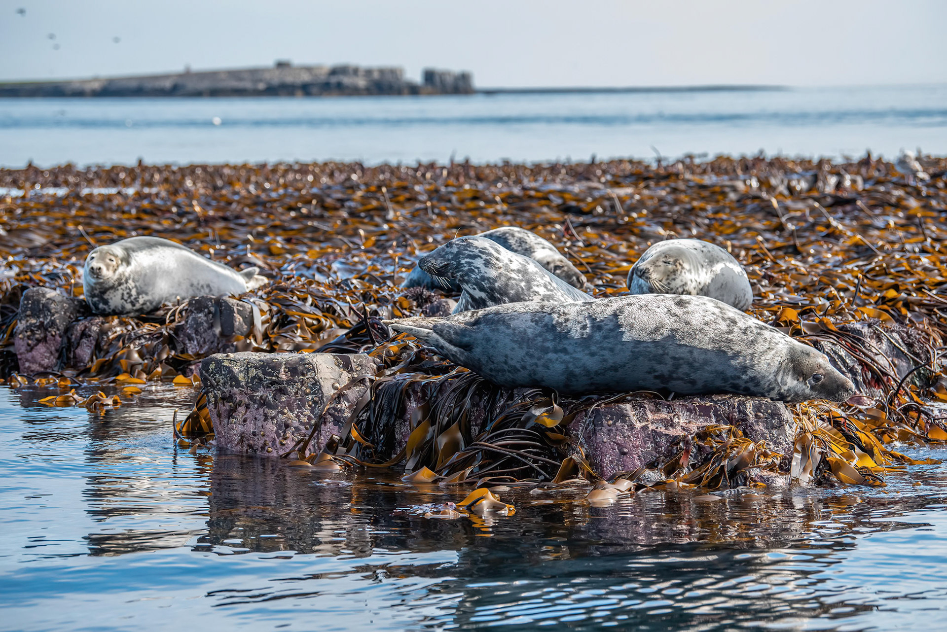 Atlantic Grey Seal