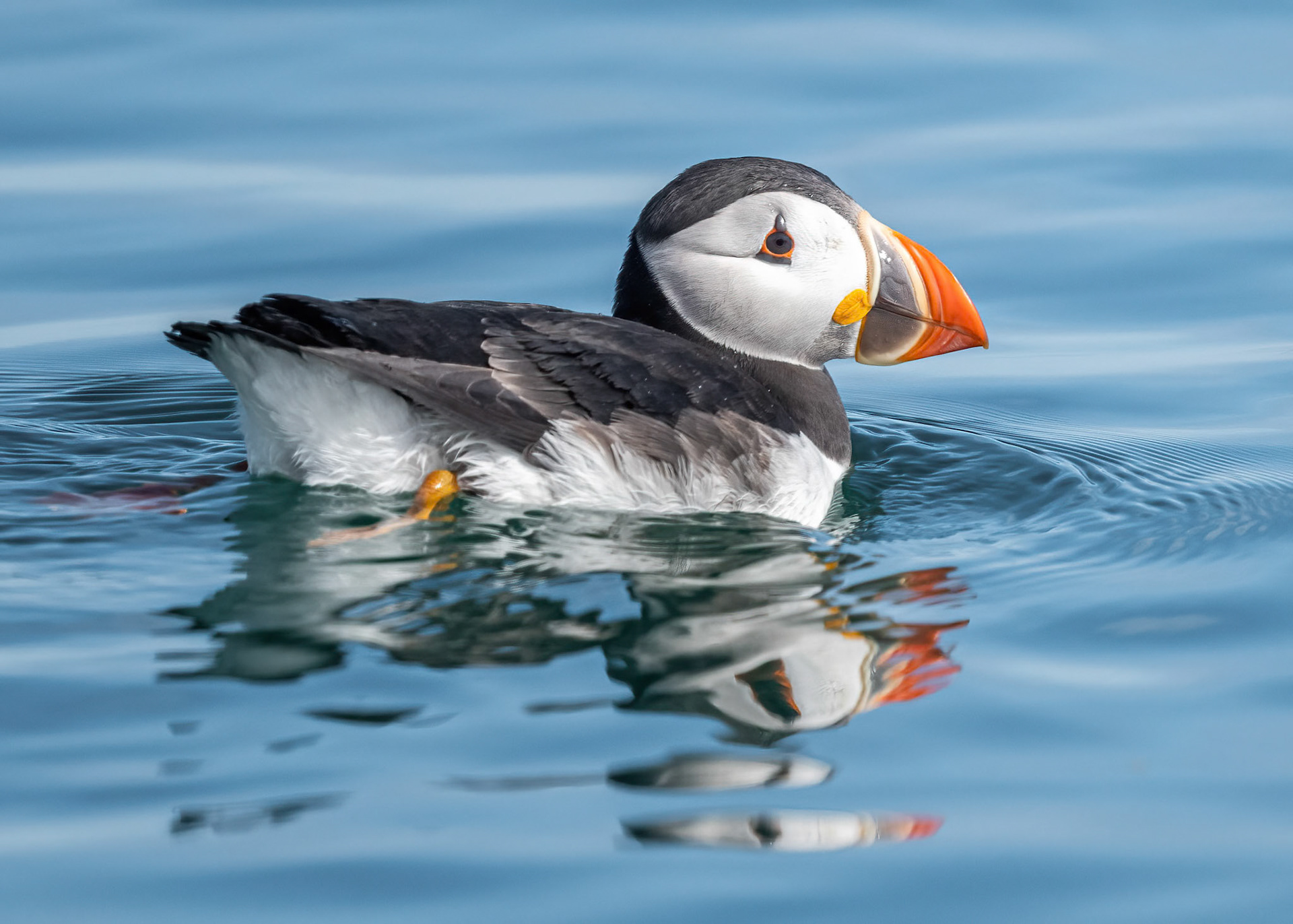 Puffin