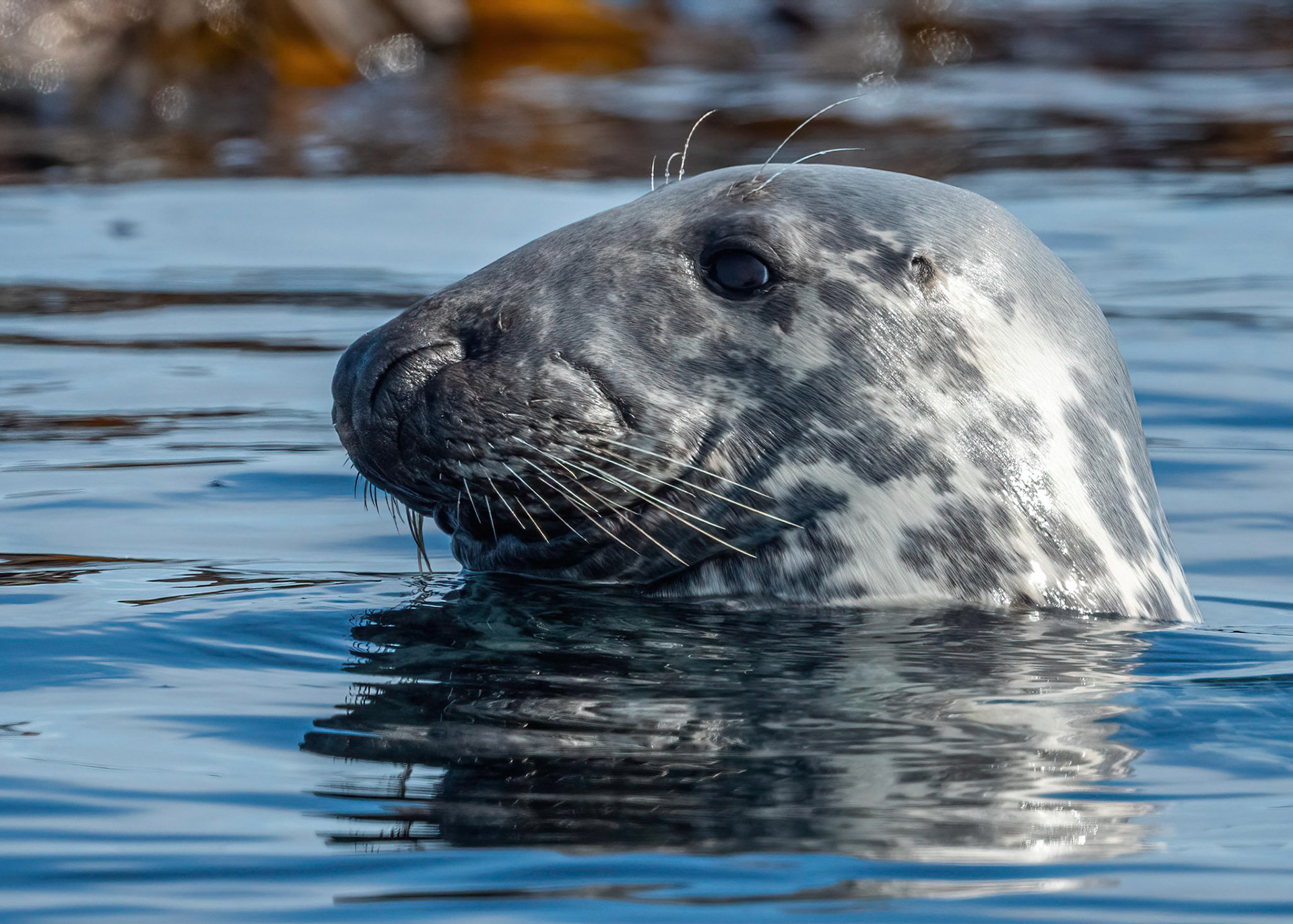 Atlantic Grey Seal