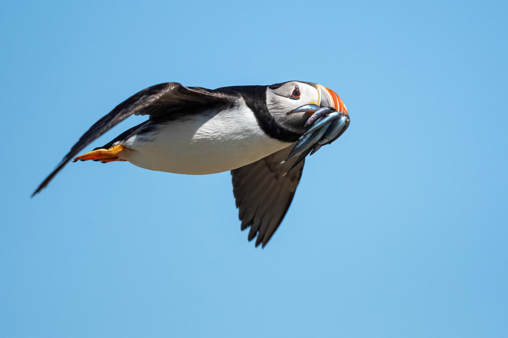Puffin