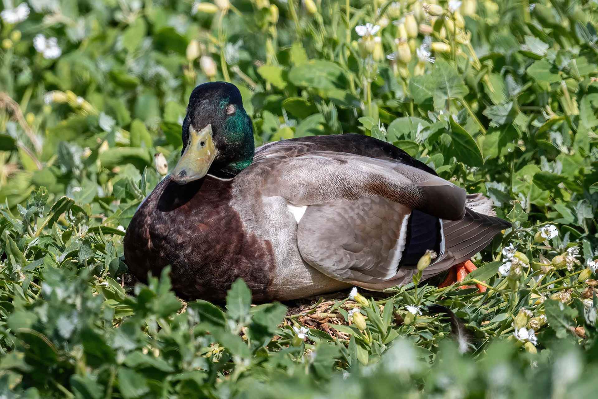 Mallard