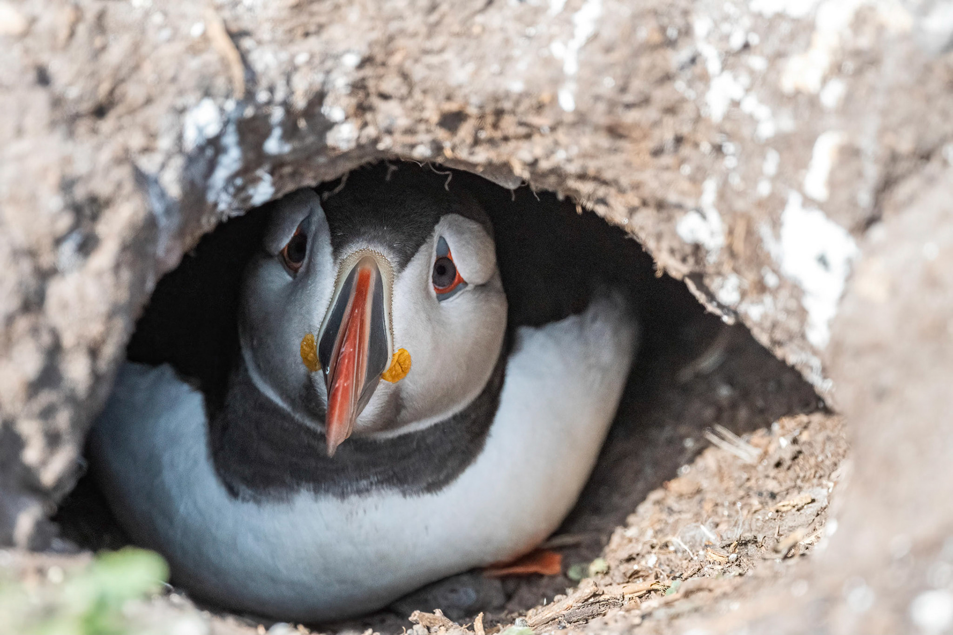 Puffin