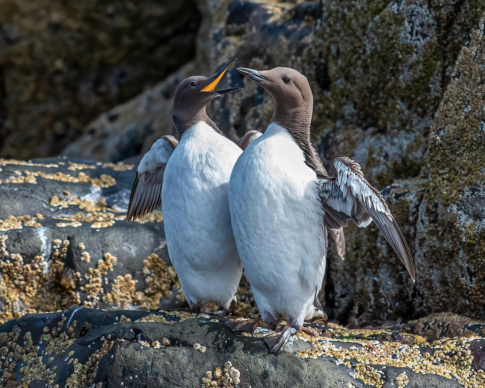 Guillemot