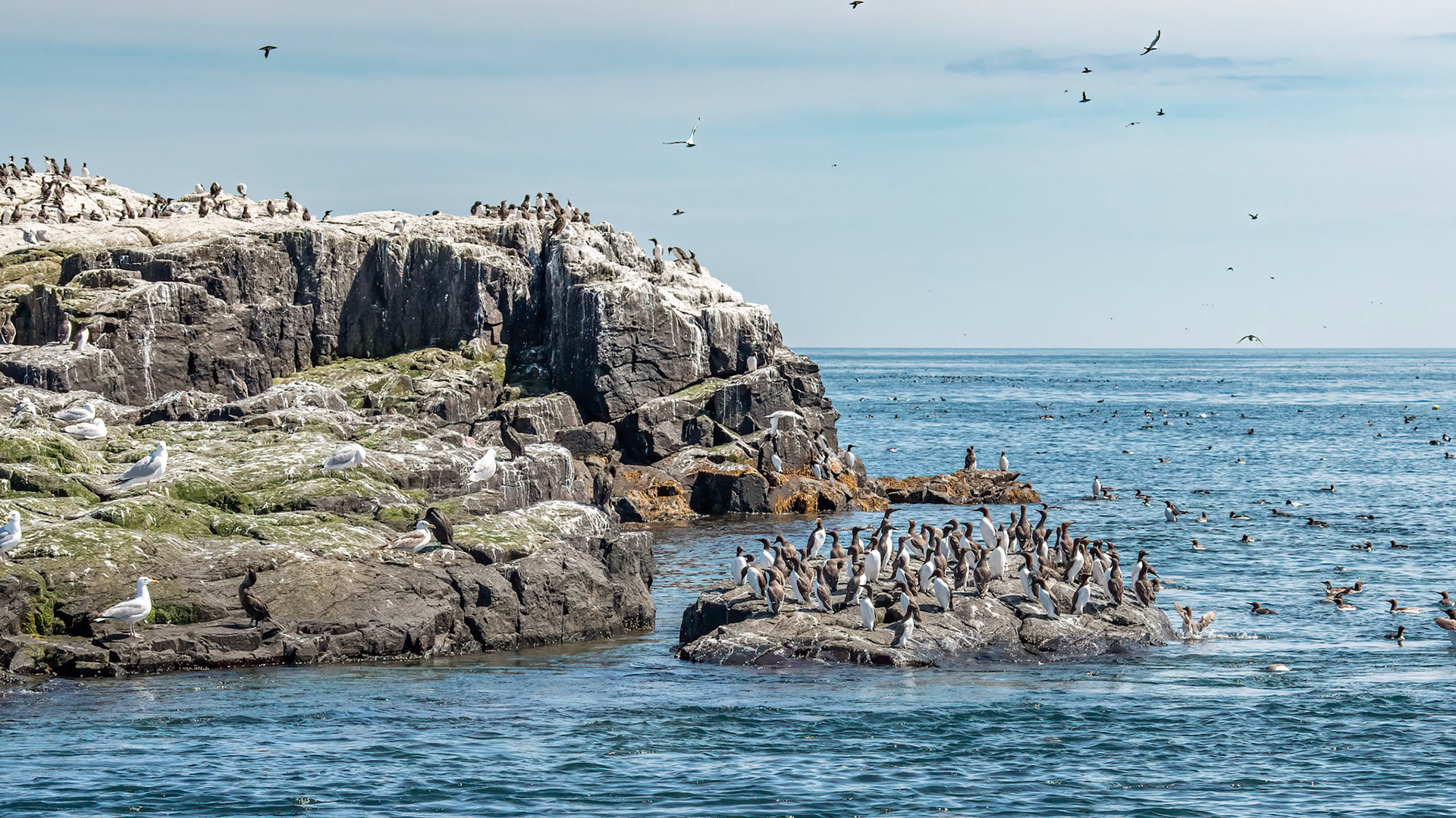 Guillemot