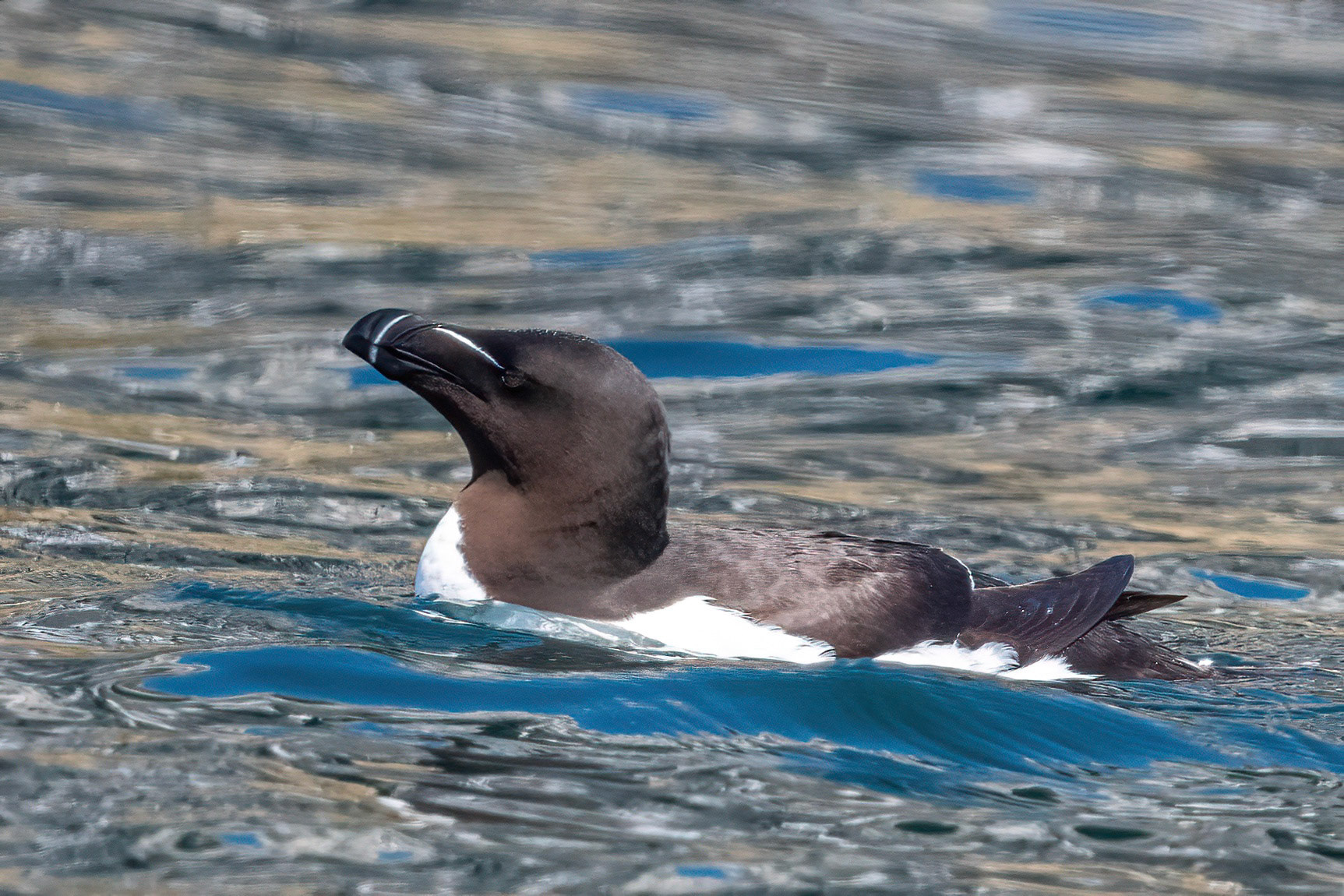 Razorbill