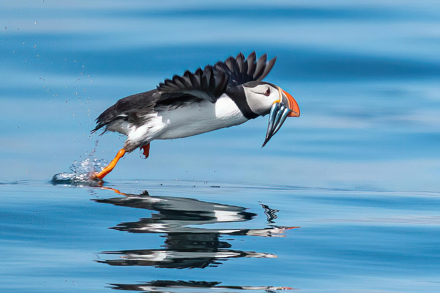 Puffin