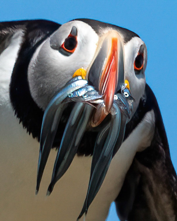 Puffin