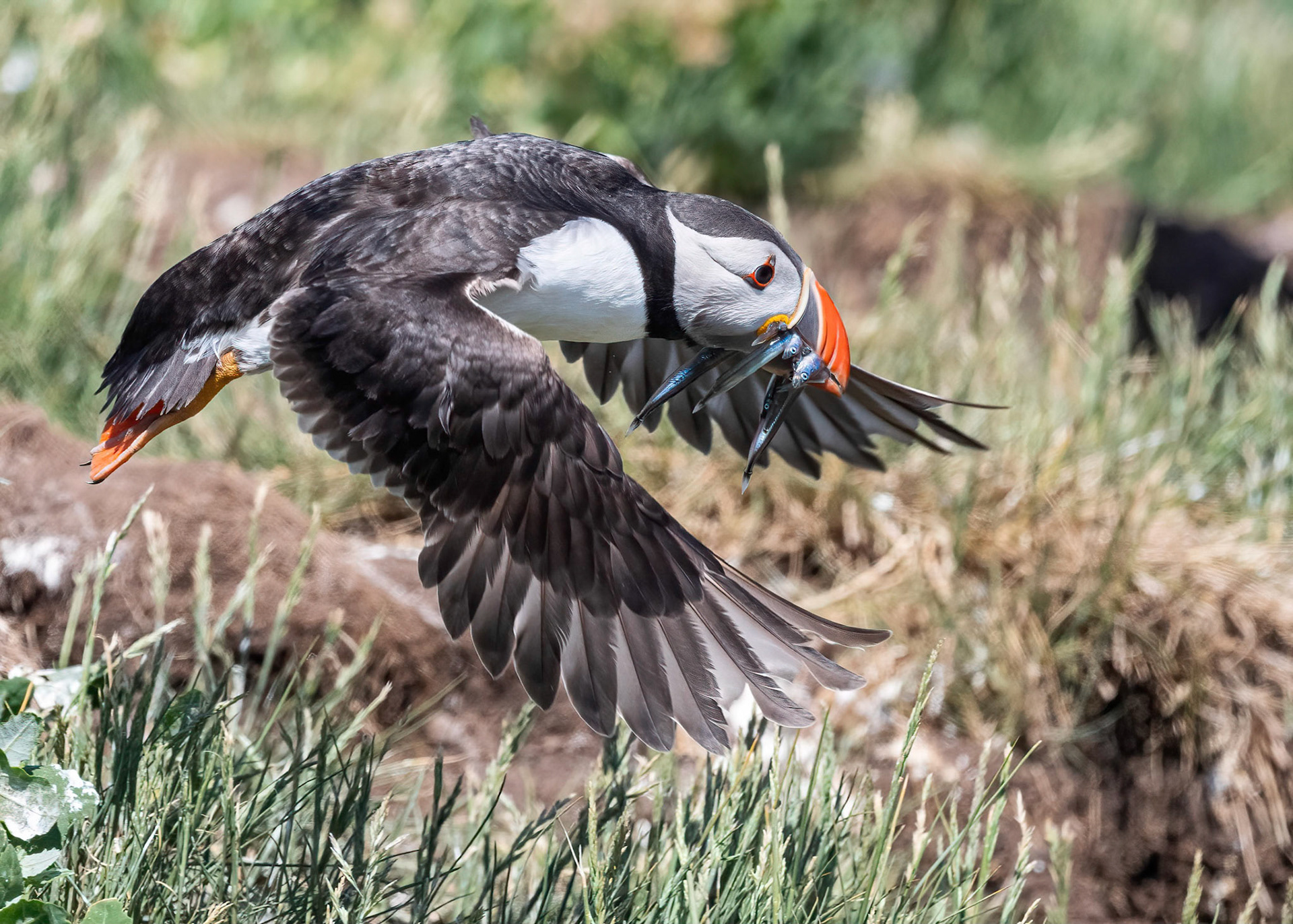 Puffin