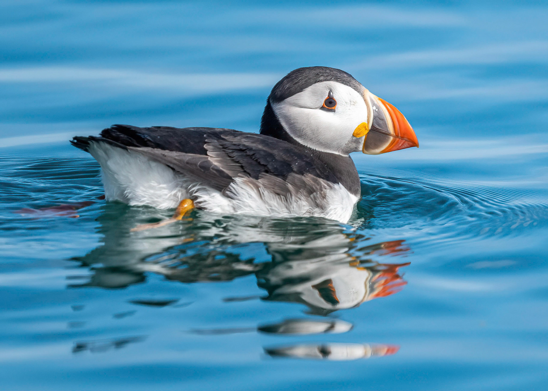Puffin