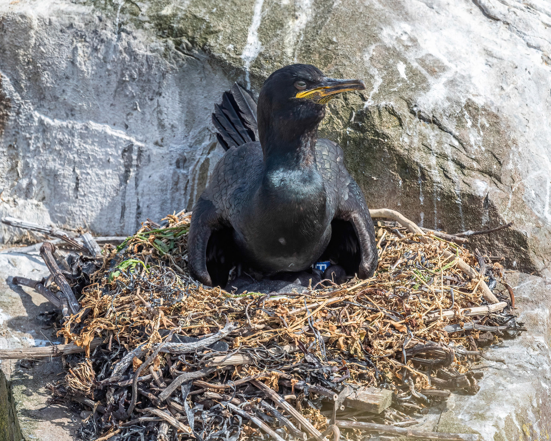Inner Farne Island