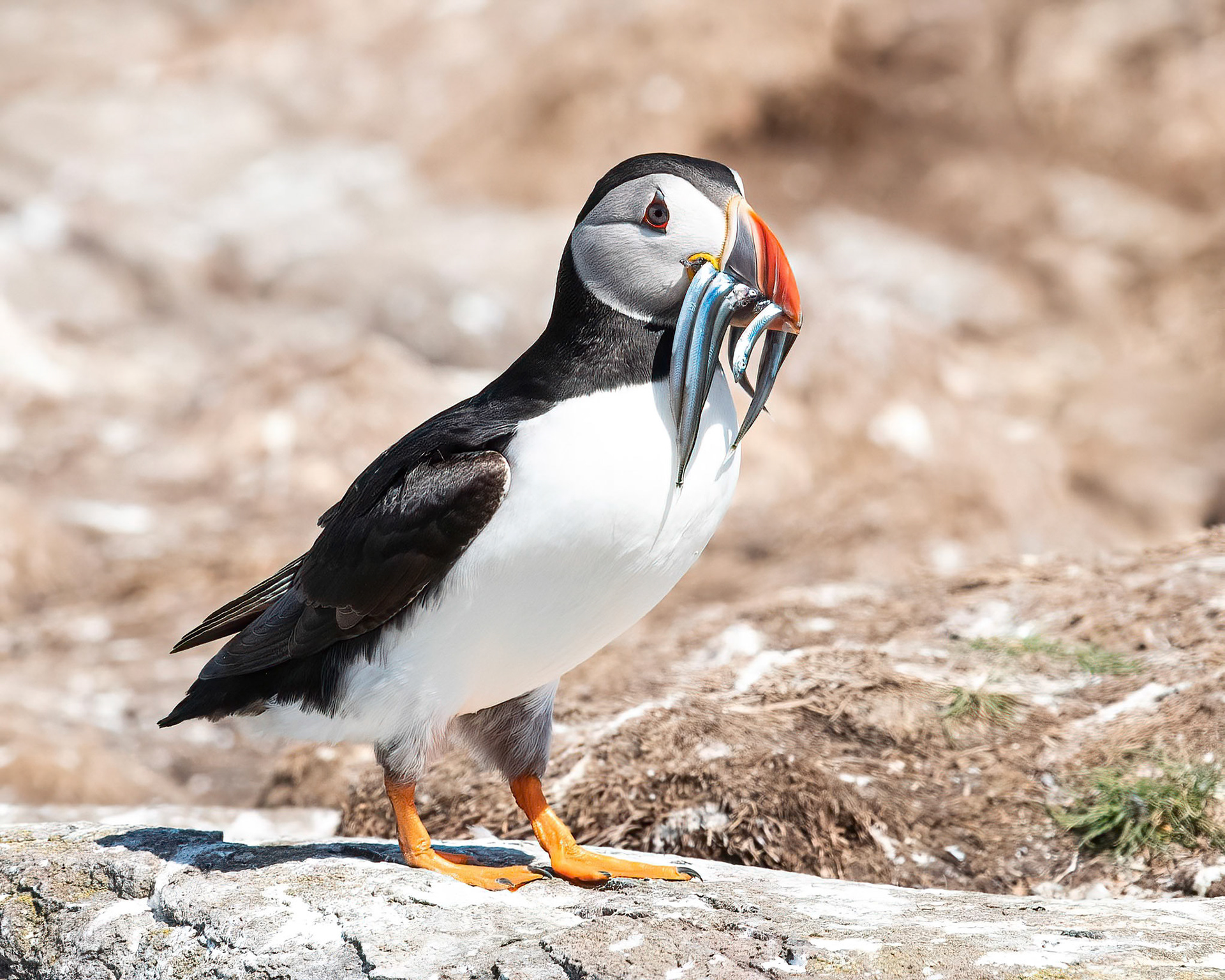 Puffin