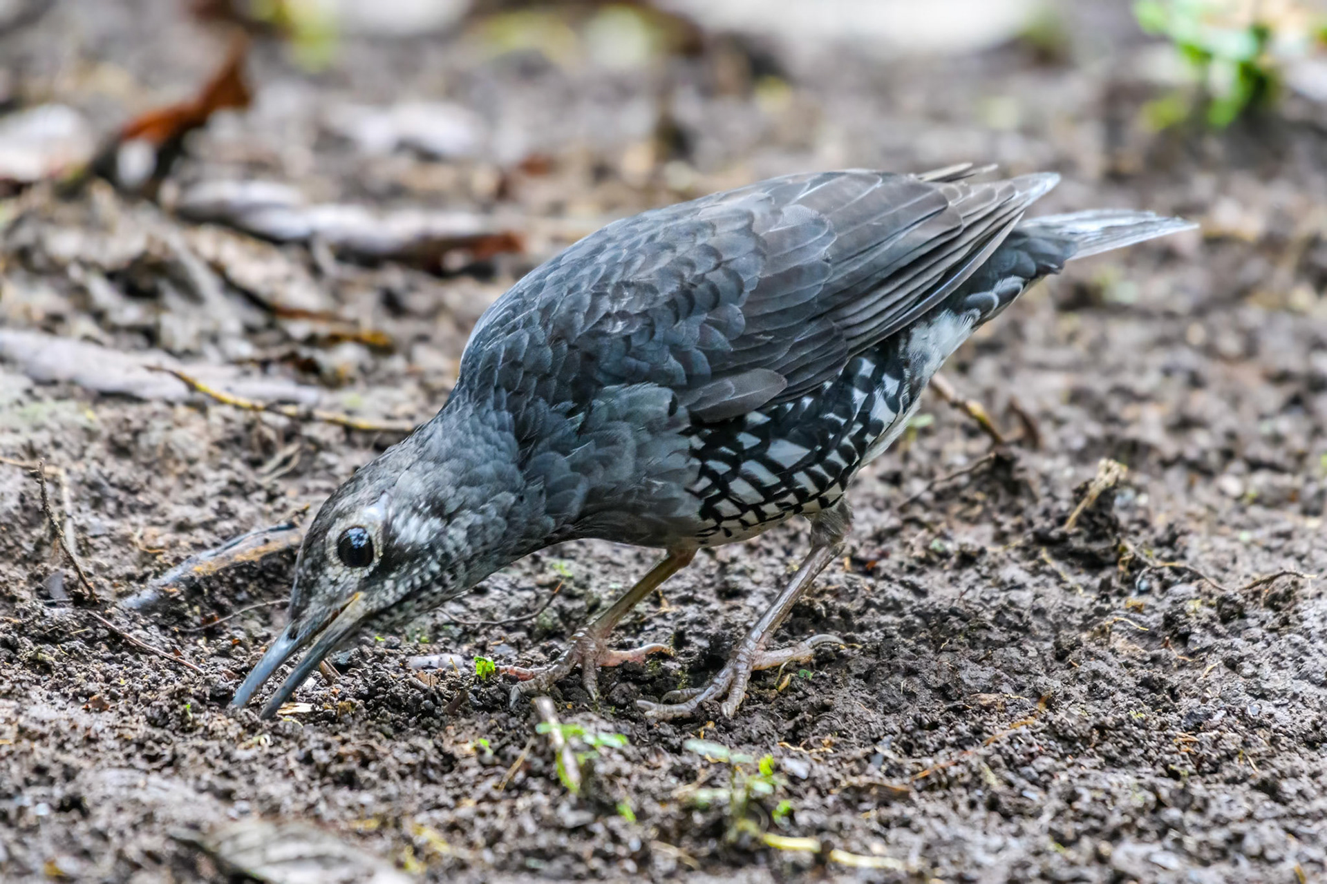 Sunda Thrush