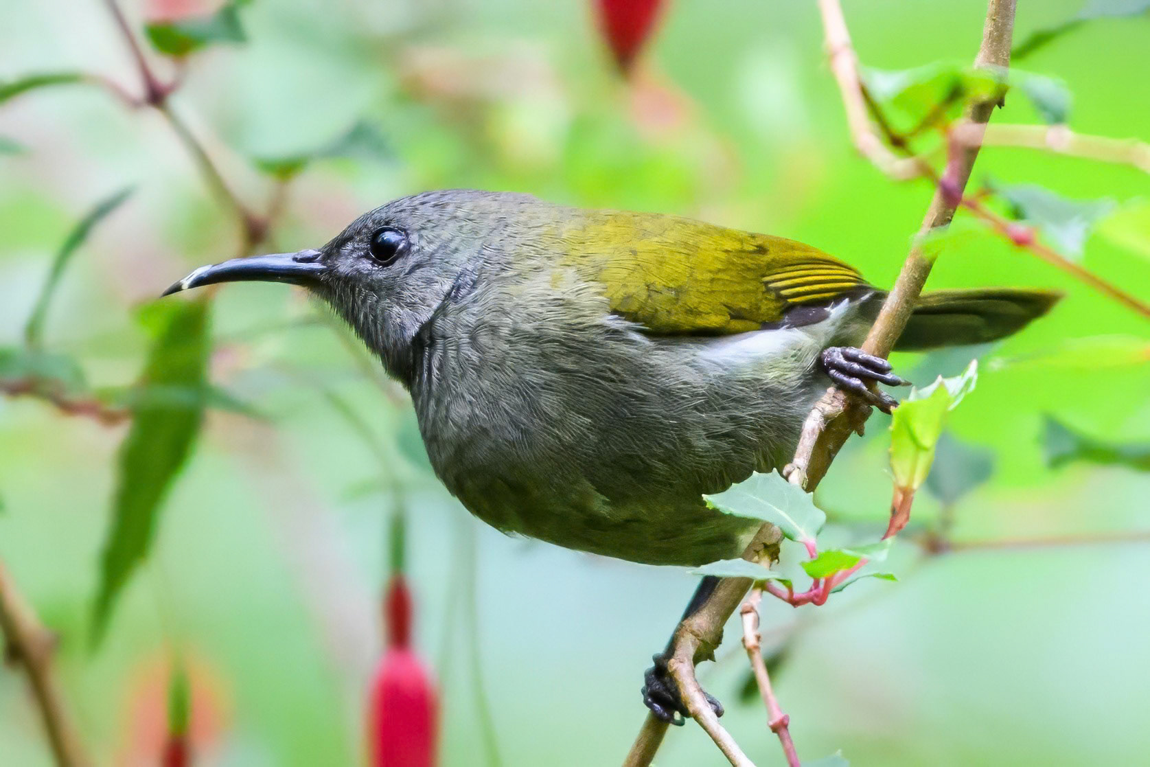 White-flanked Sunbird (Female)