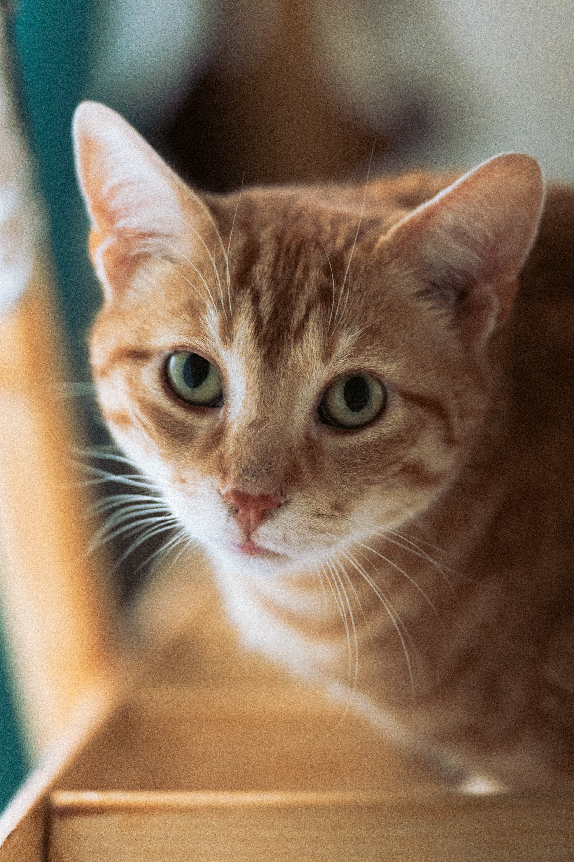 C'est mon chat !!!