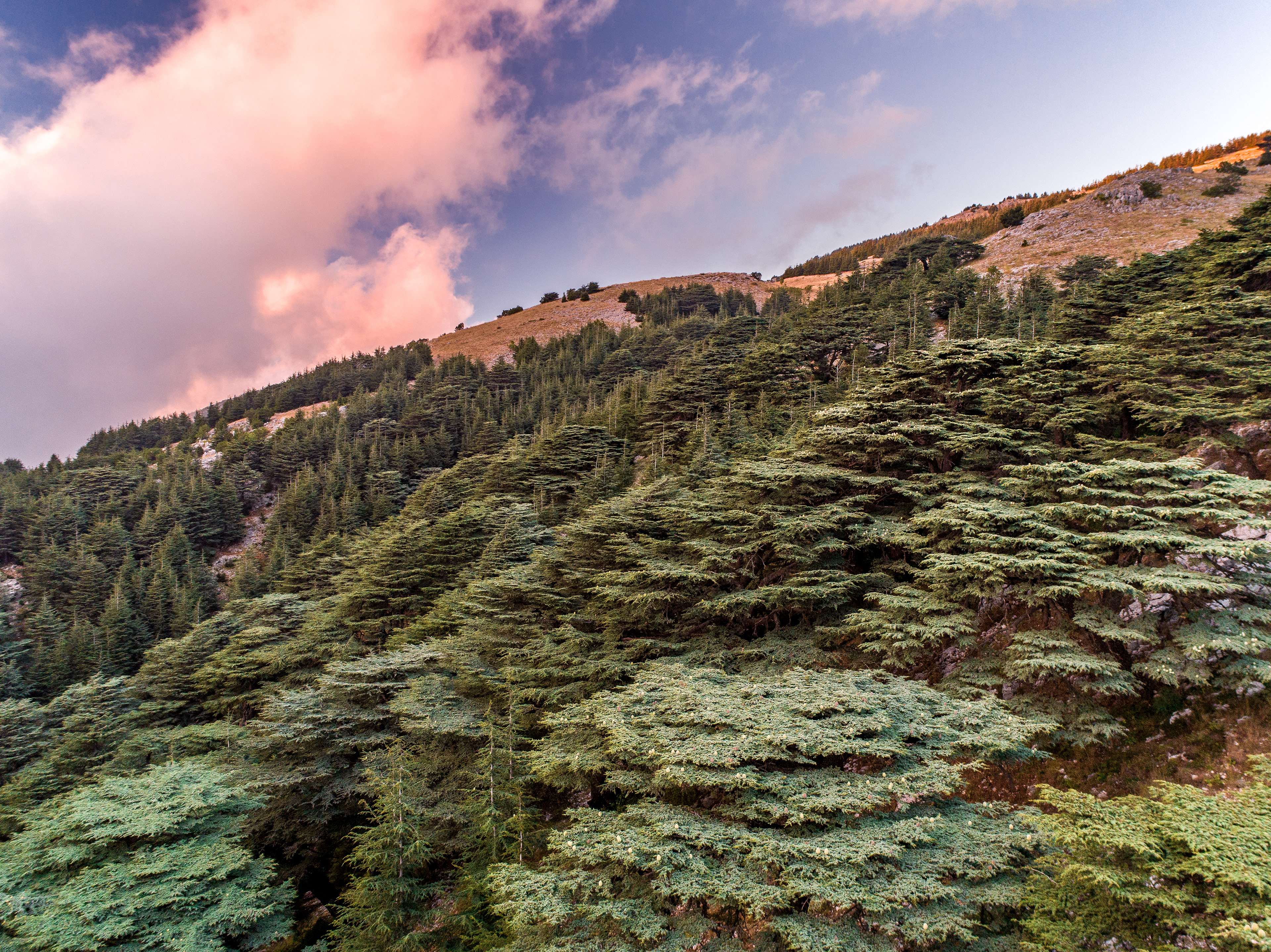 Maaser El Shouf ©Rights Reserved