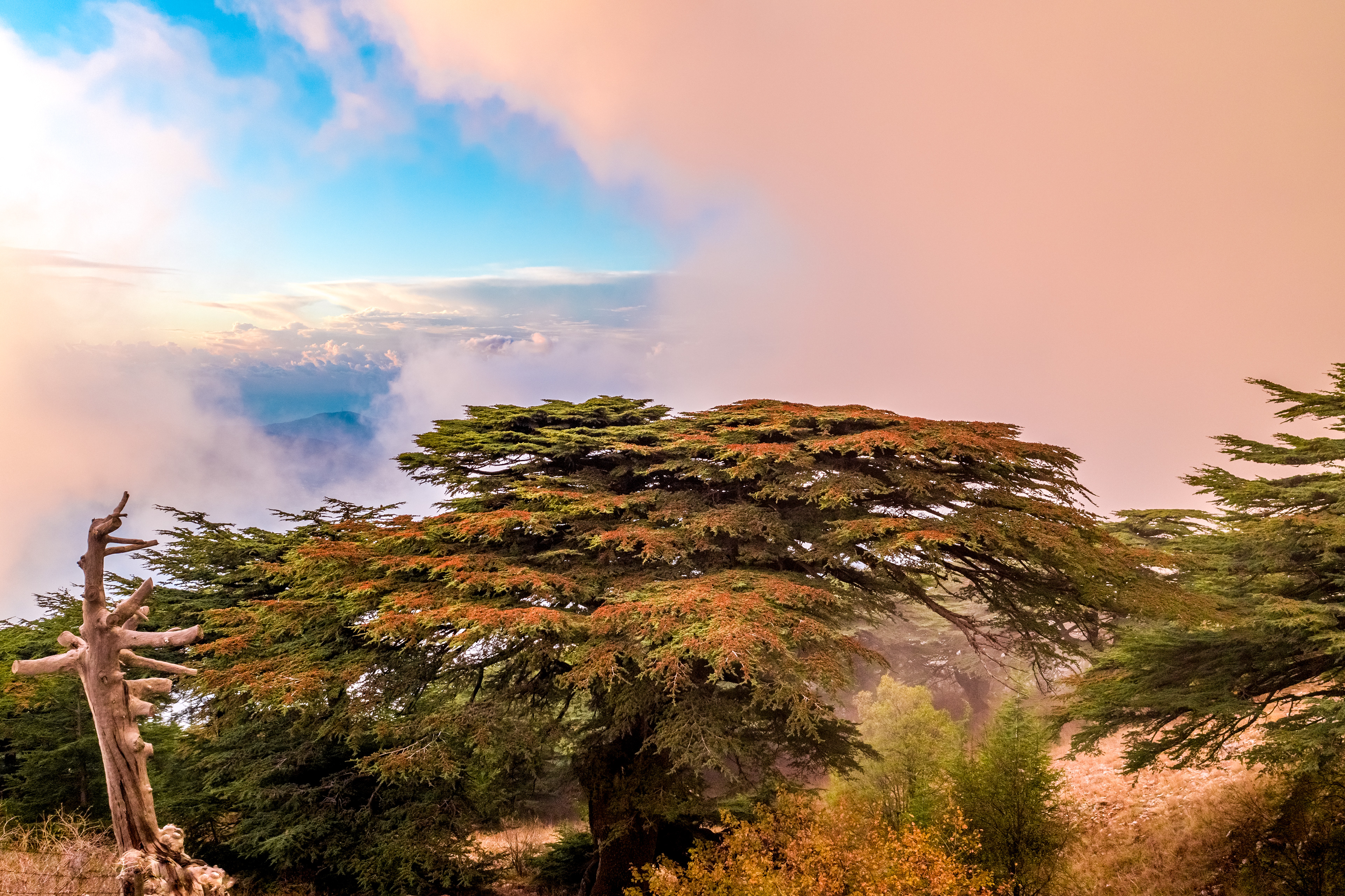 Immortal Nation ©Rights Reserved