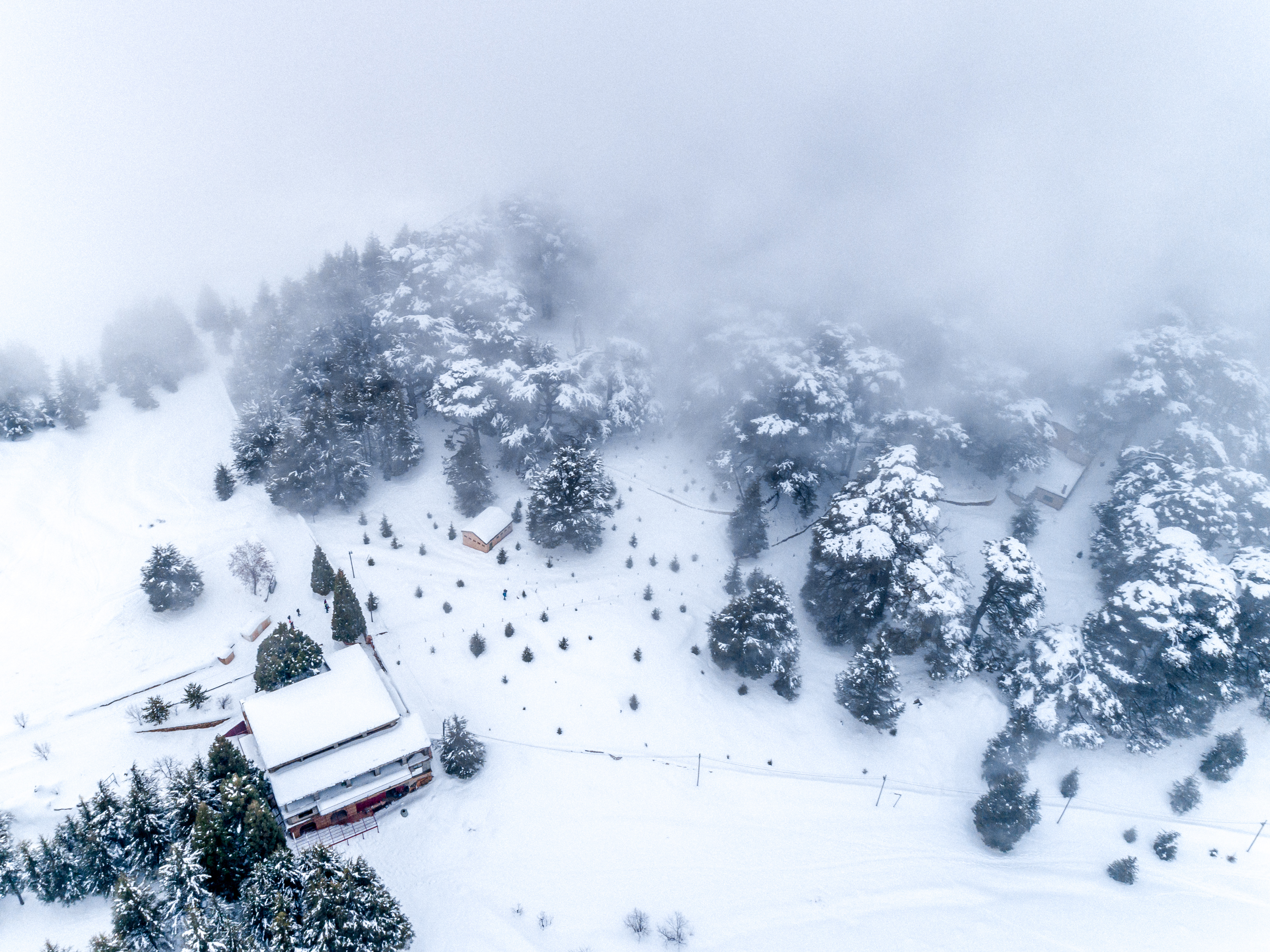 Cedars Of Lebanon ©Rights Reserved