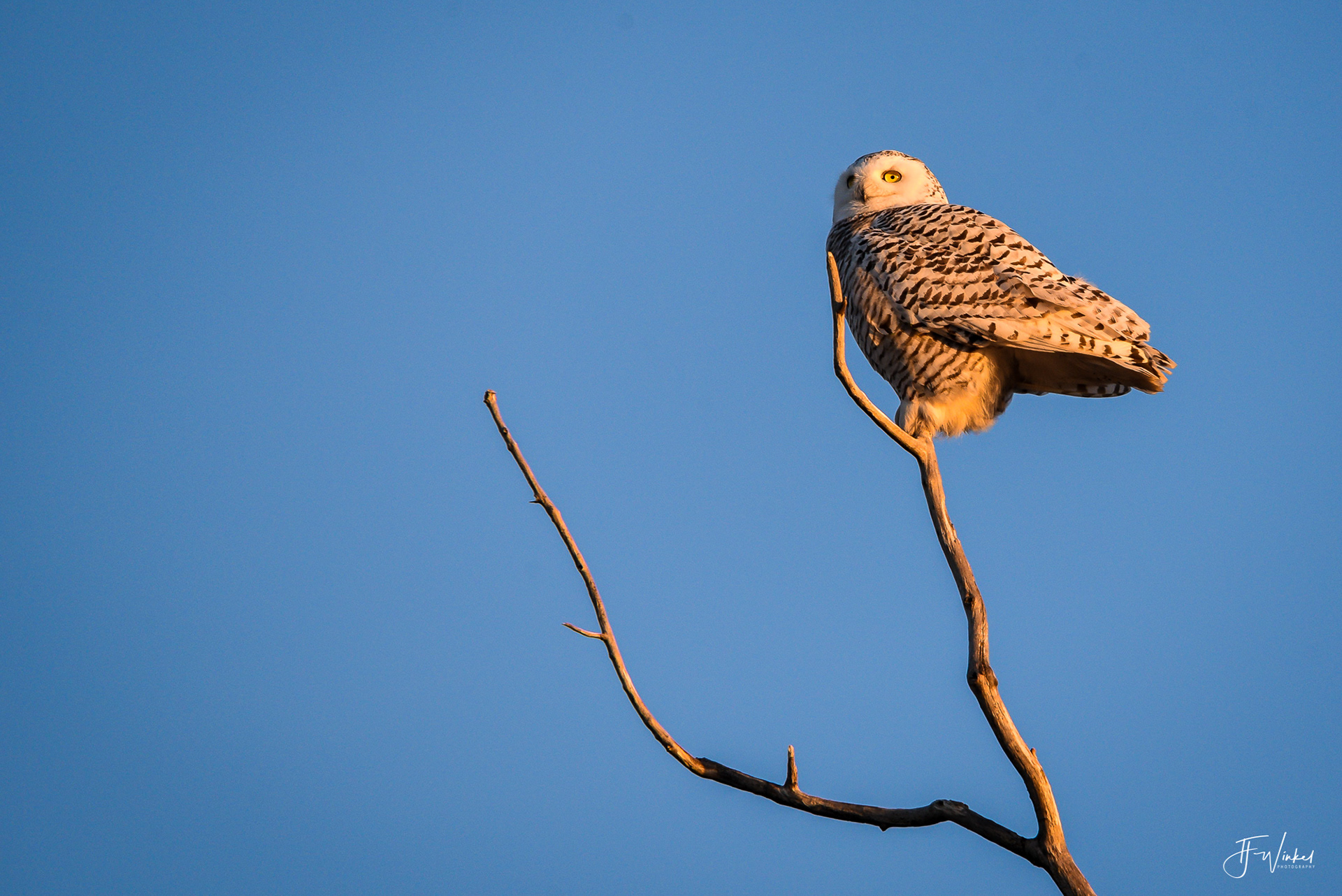 Snowy Owl