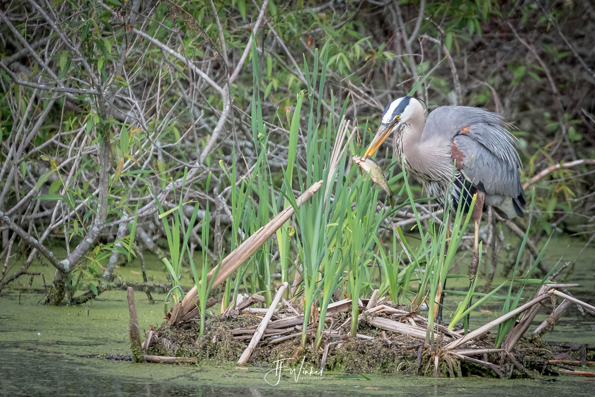 Blue Heron