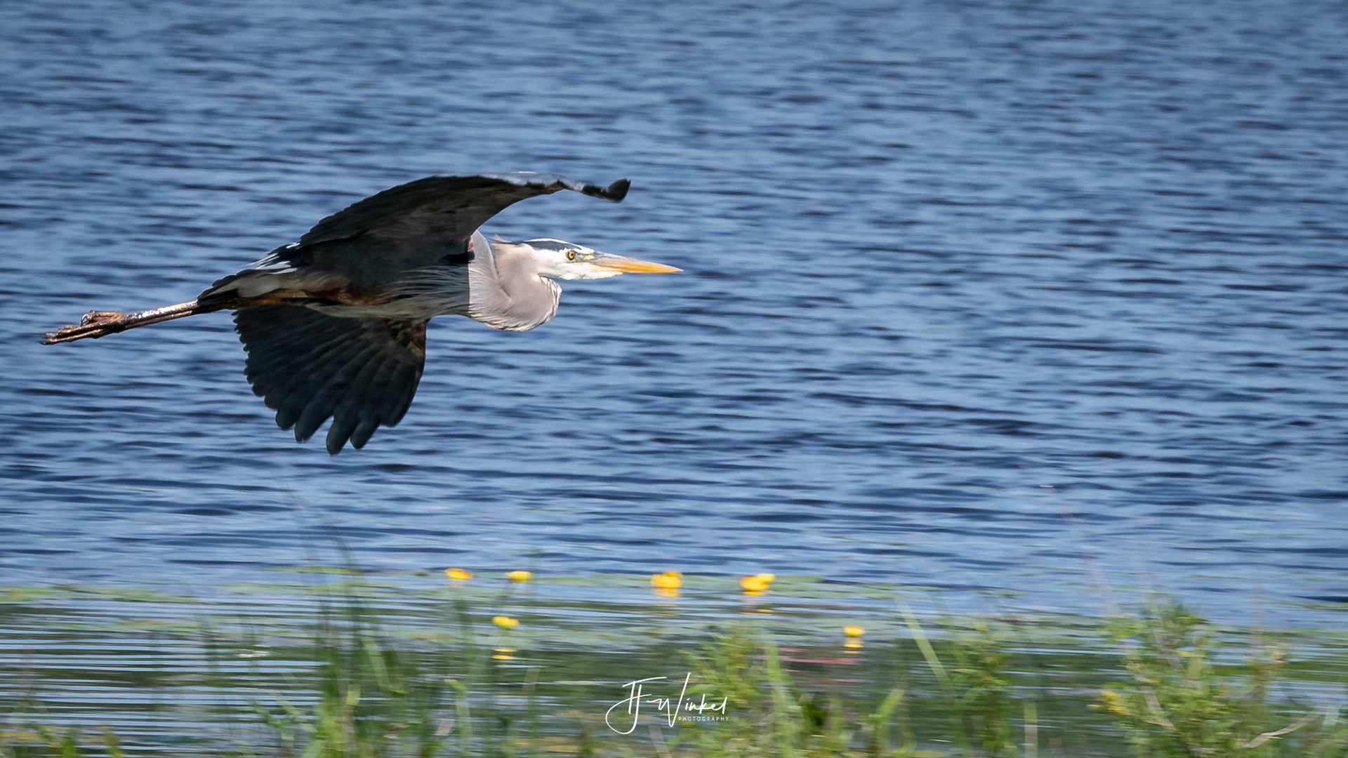 Blue Heron - Places to Go!