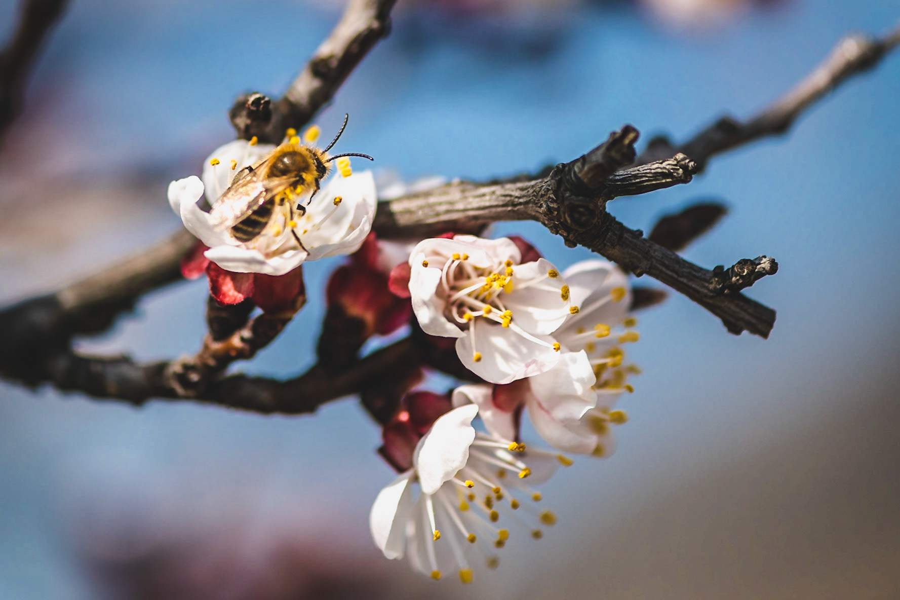 Marillenblüte Wachau 2019