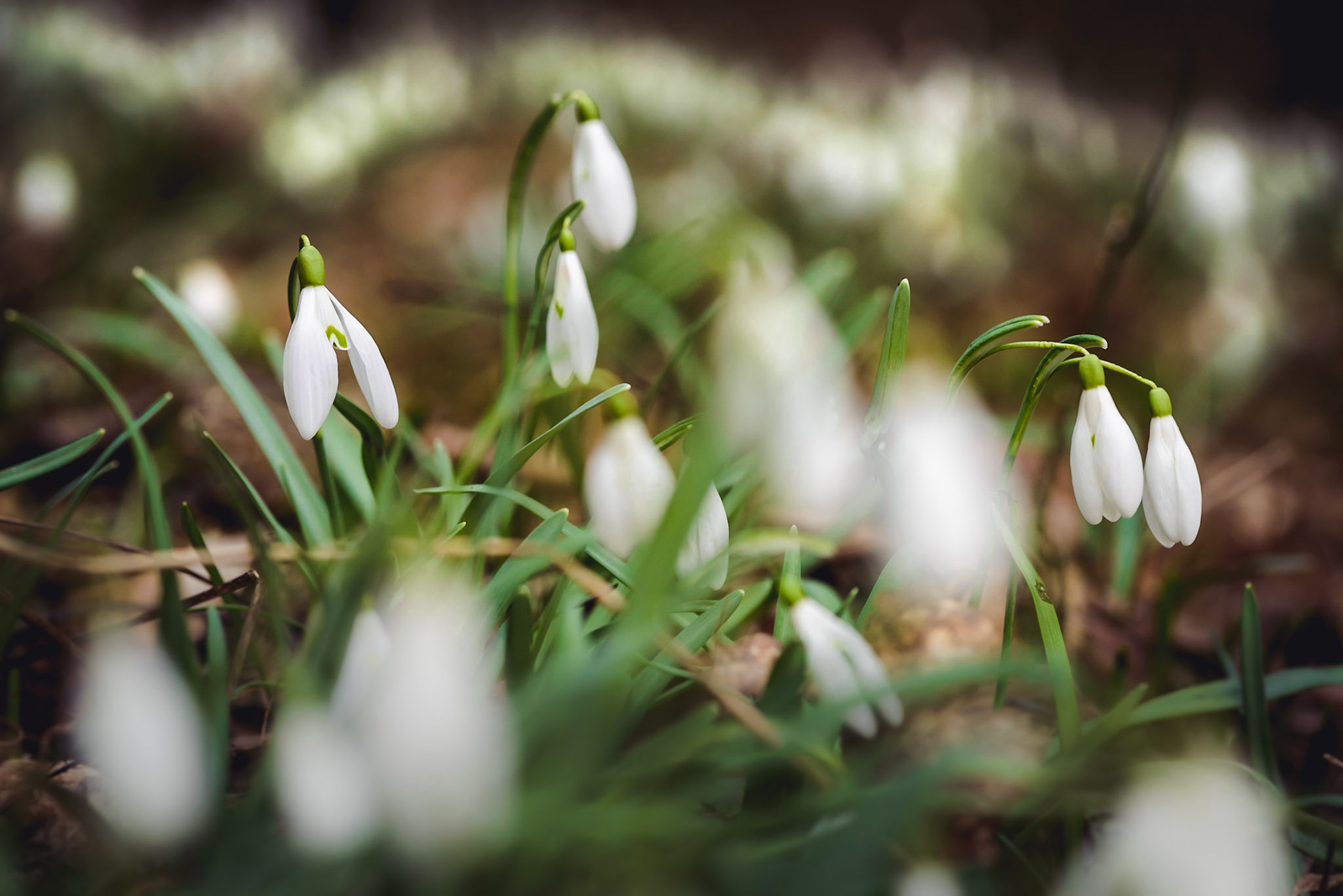 Spring is on the way