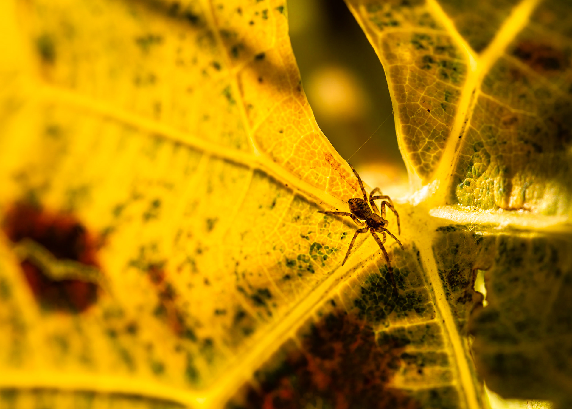 mini spider