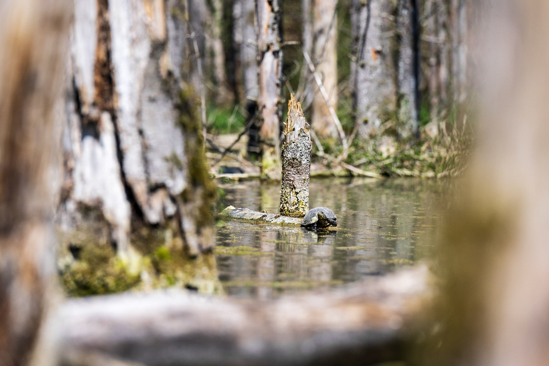 Europäische Sumpfschildkröte