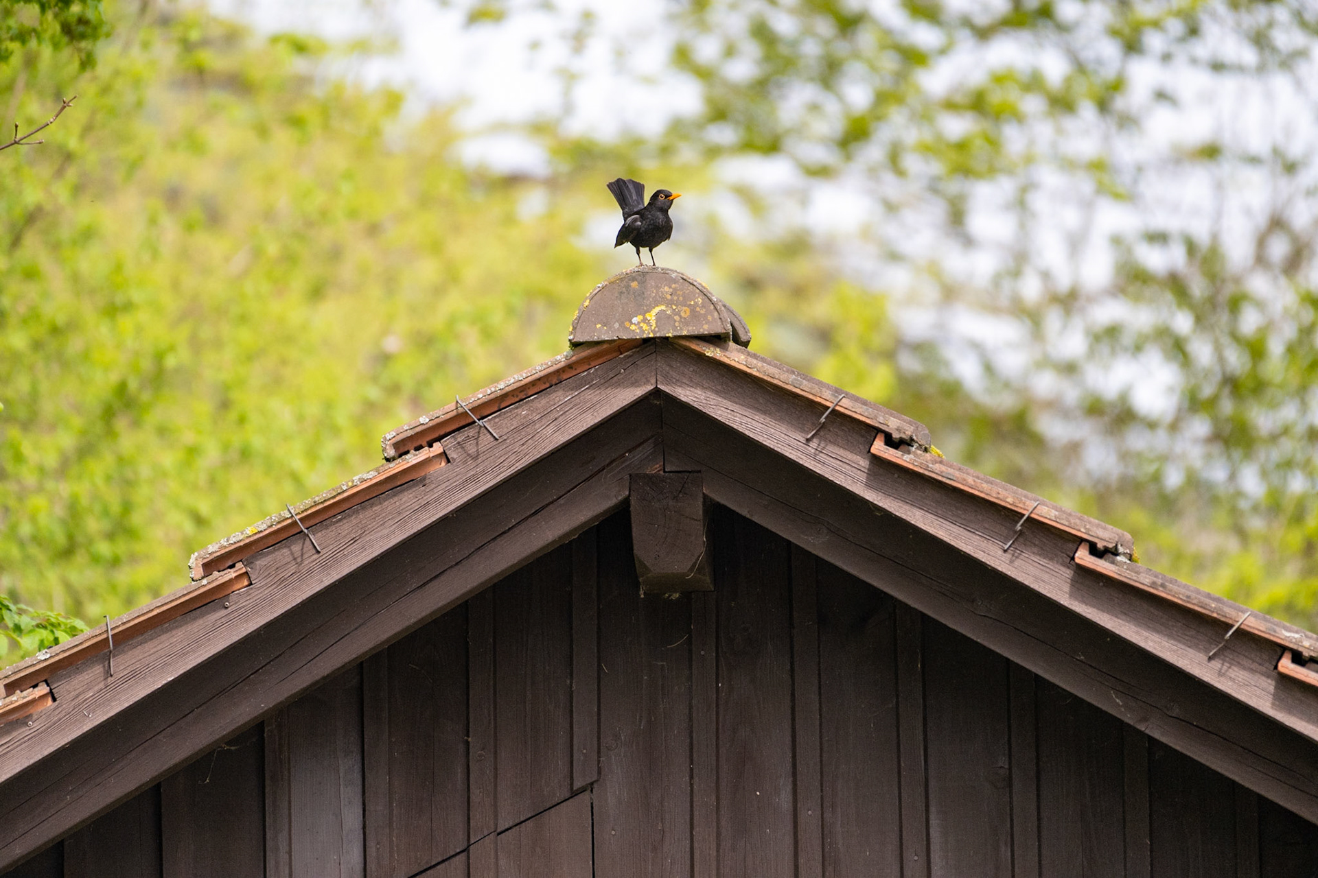 Amsel
