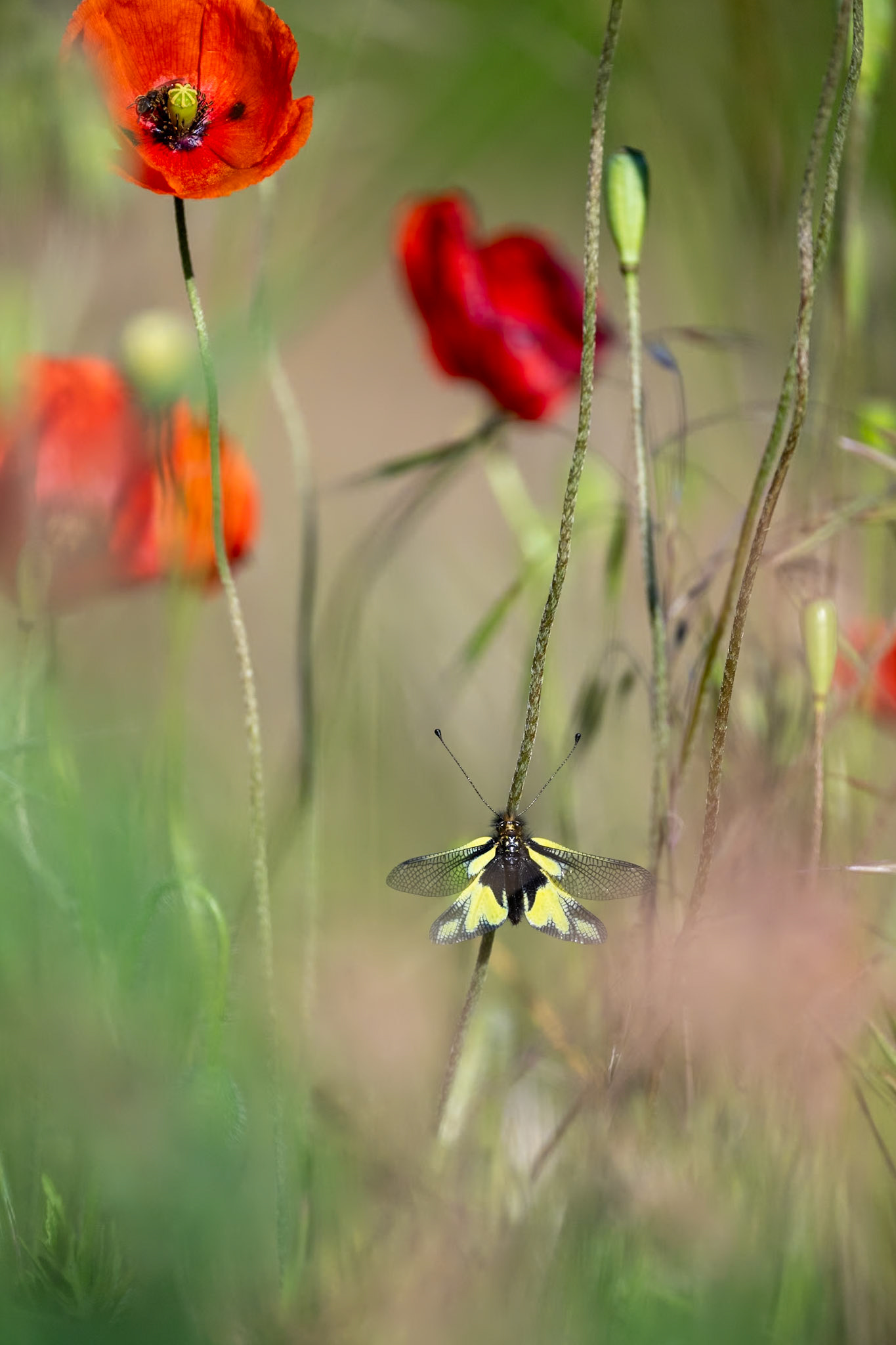 Libellen-Schmetterlingshaft