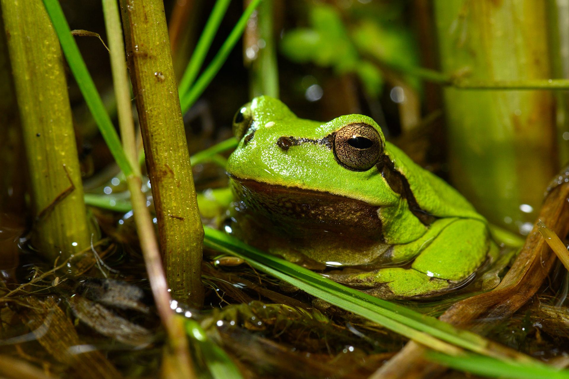 Europäischer Laubfrosch