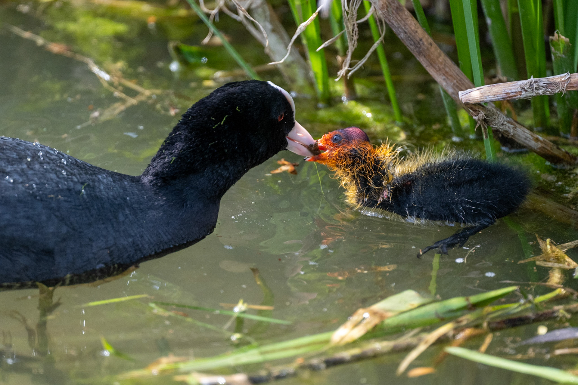 Eurasian coot