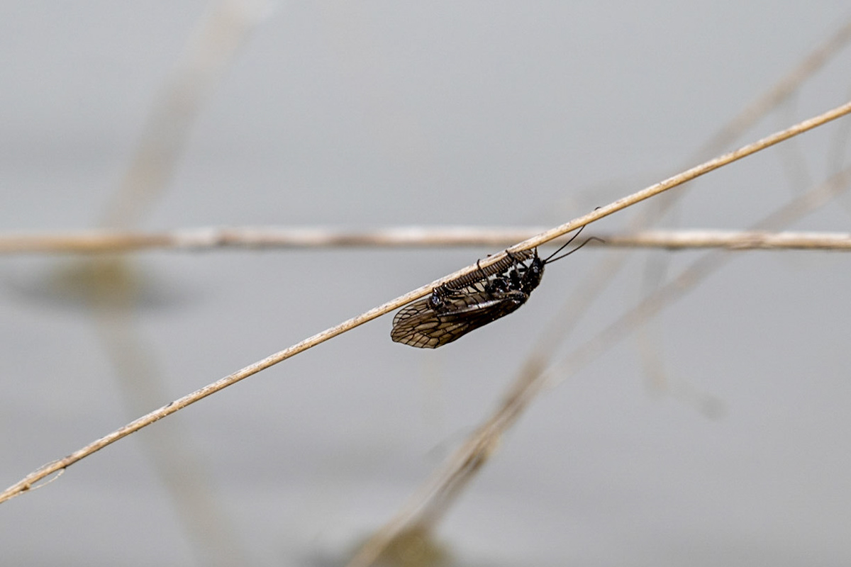 Holarctic Alderflies