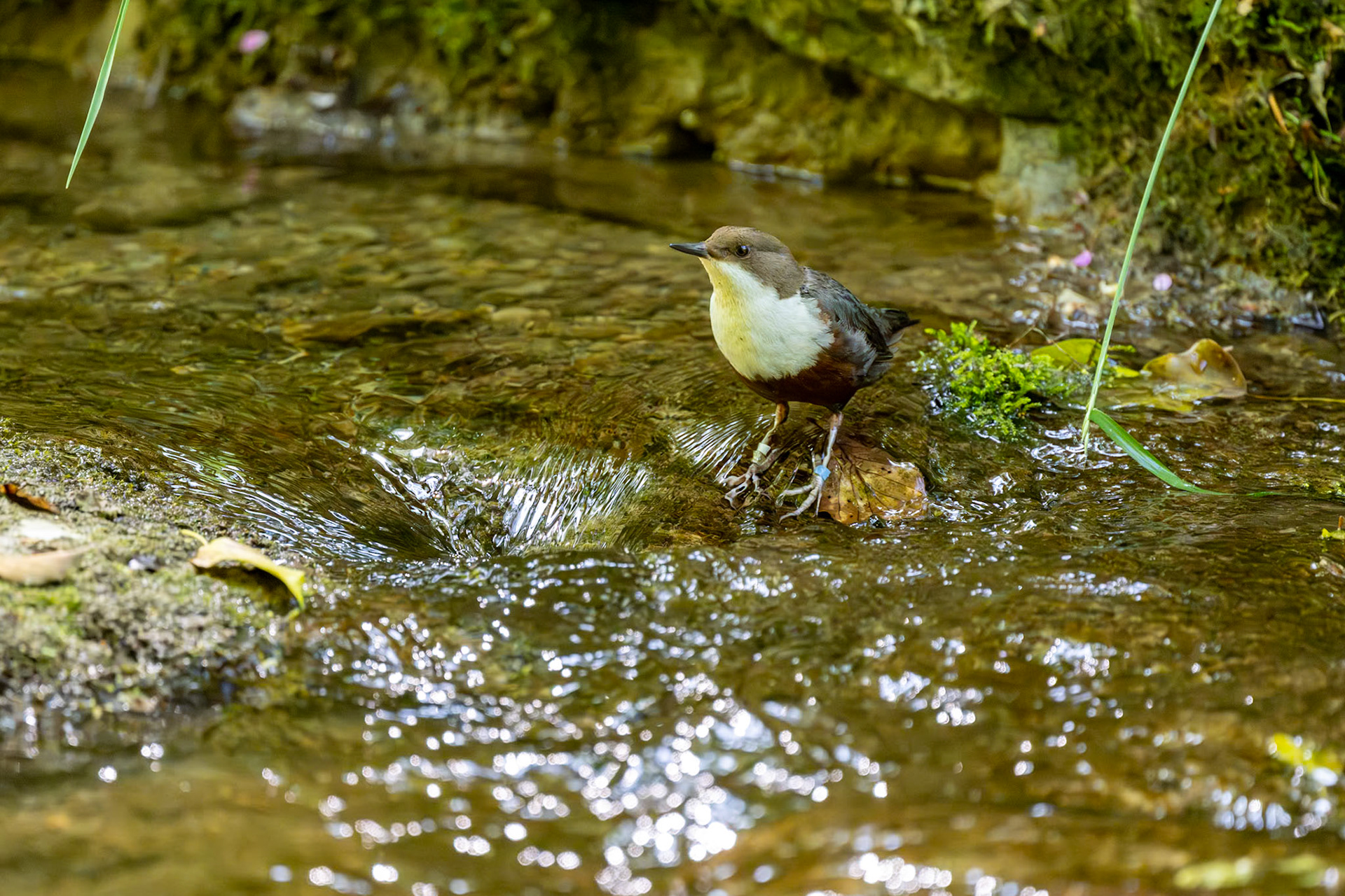 Wasseramsel
