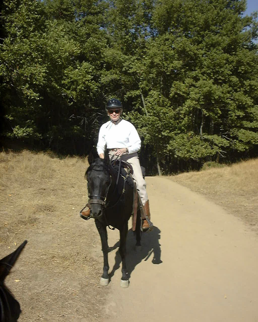 horse