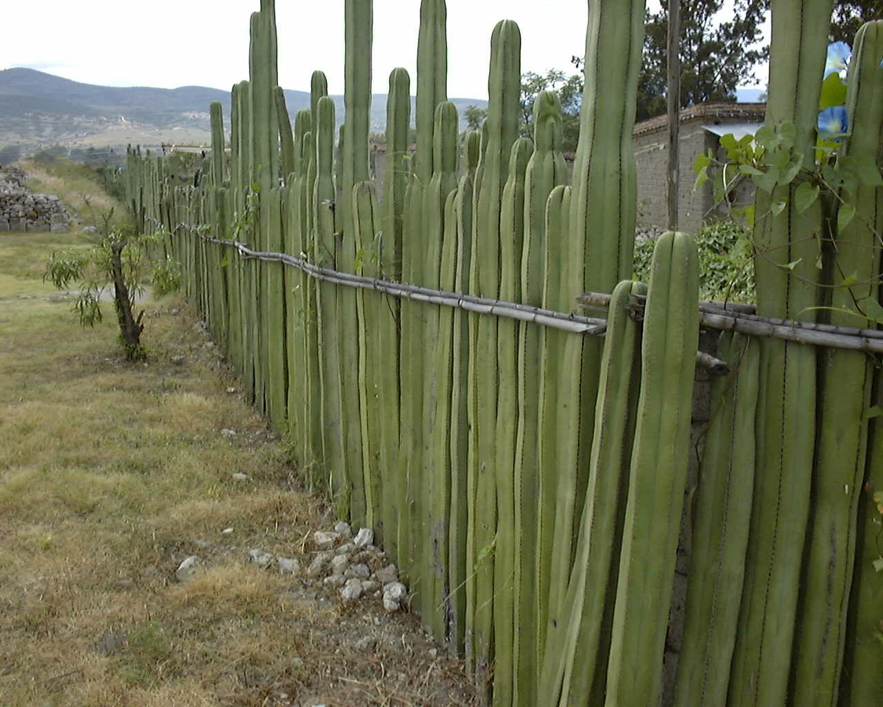 oaxaca 1998