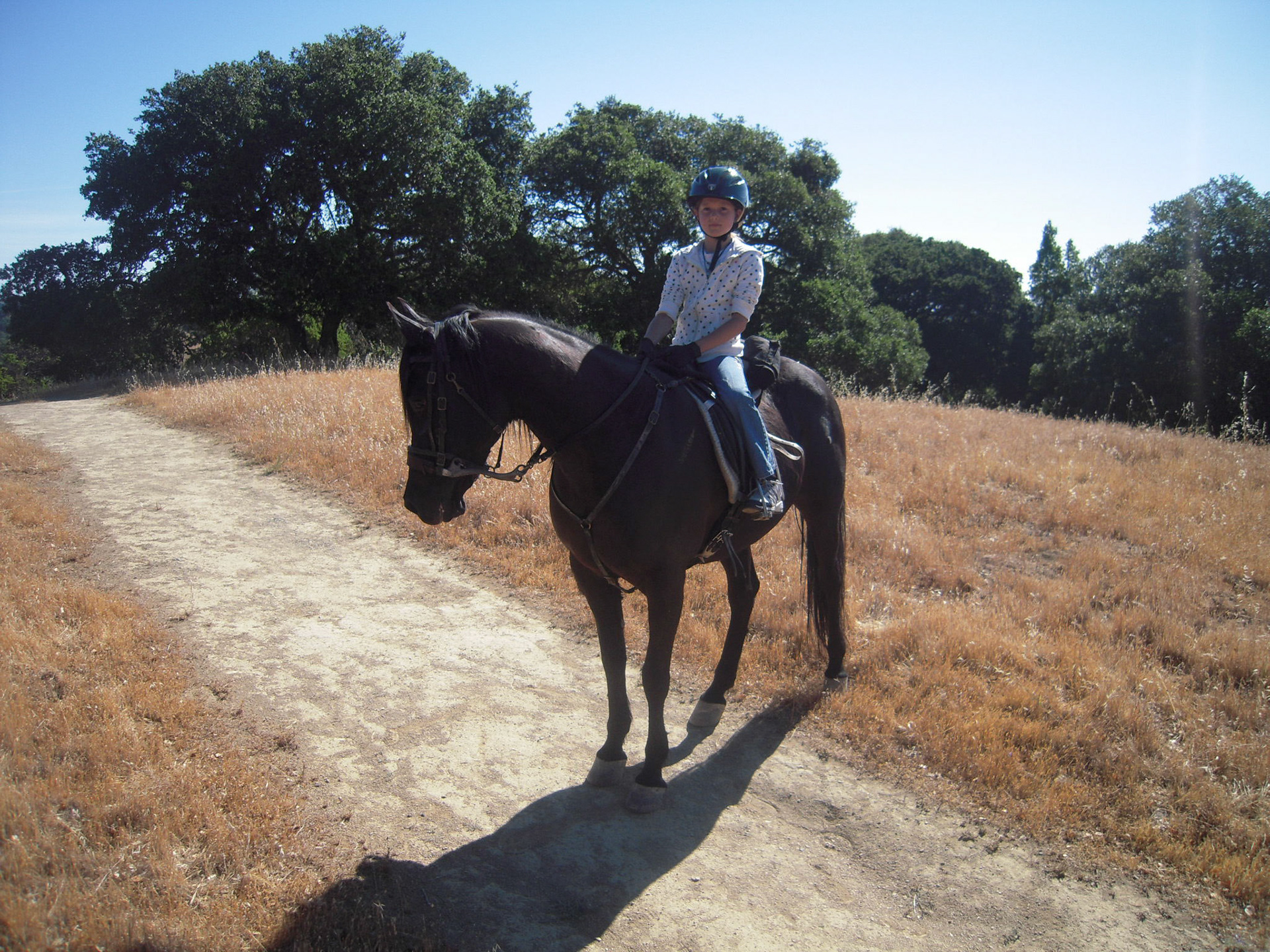 horse