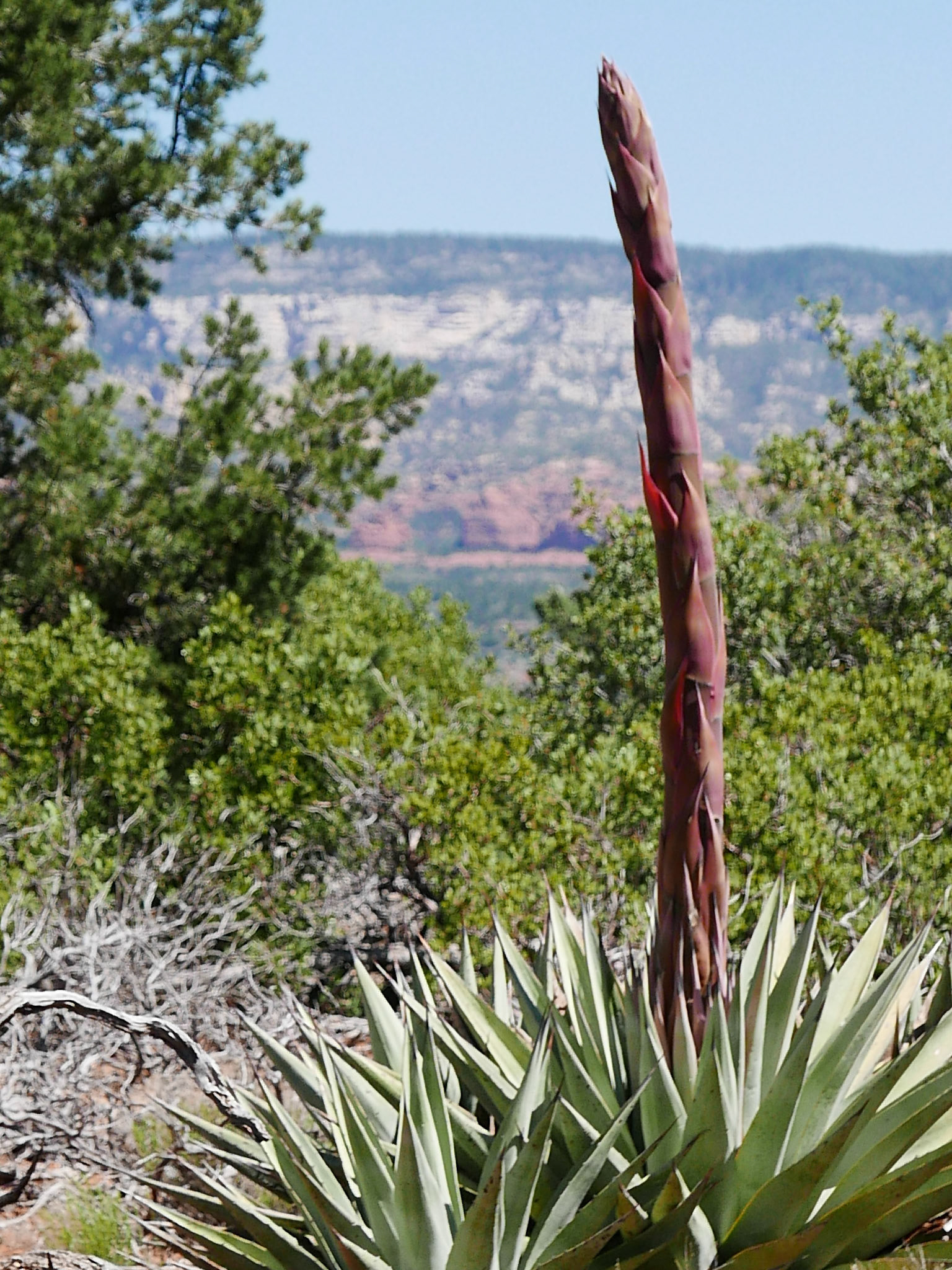 sedona arizona vacation