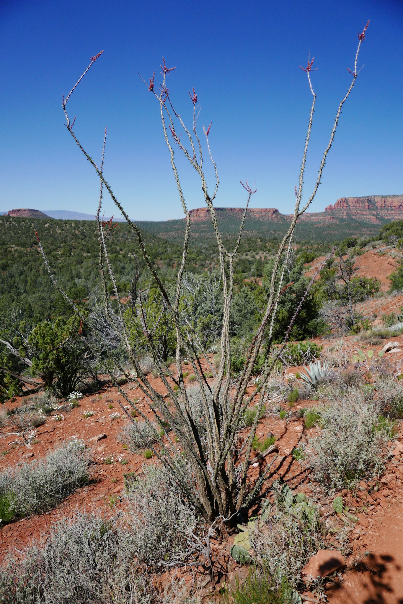 sedona arizona vacation